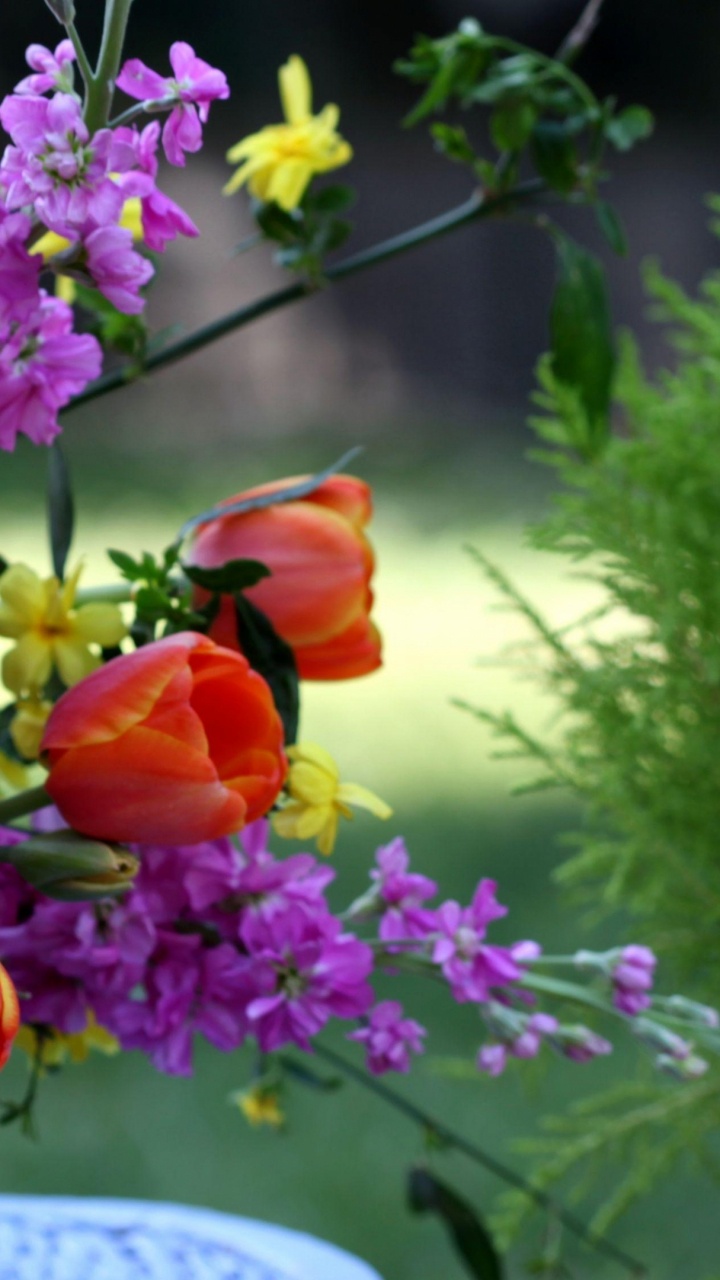 Rote Und Violette Blumen in Blauer Vase. Wallpaper in 720x1280 Resolution