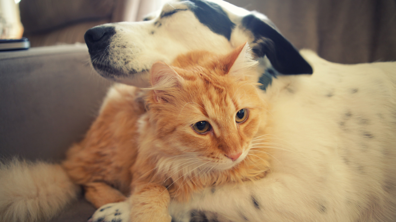 Orange Tabby Cat Lying on Black Textile. Wallpaper in 1366x768 Resolution