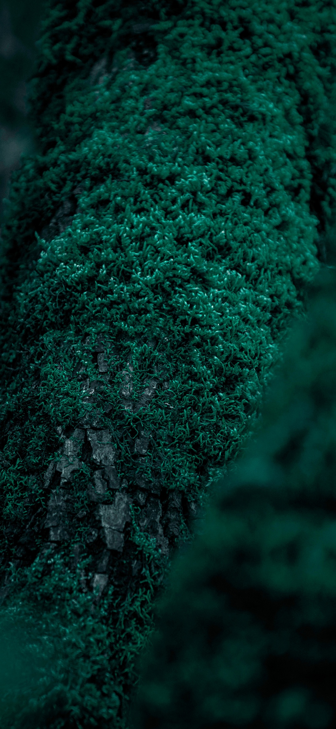 性质, 绿色的, 森林, 苔藓, 工厂 壁纸 1125x2436 允许
