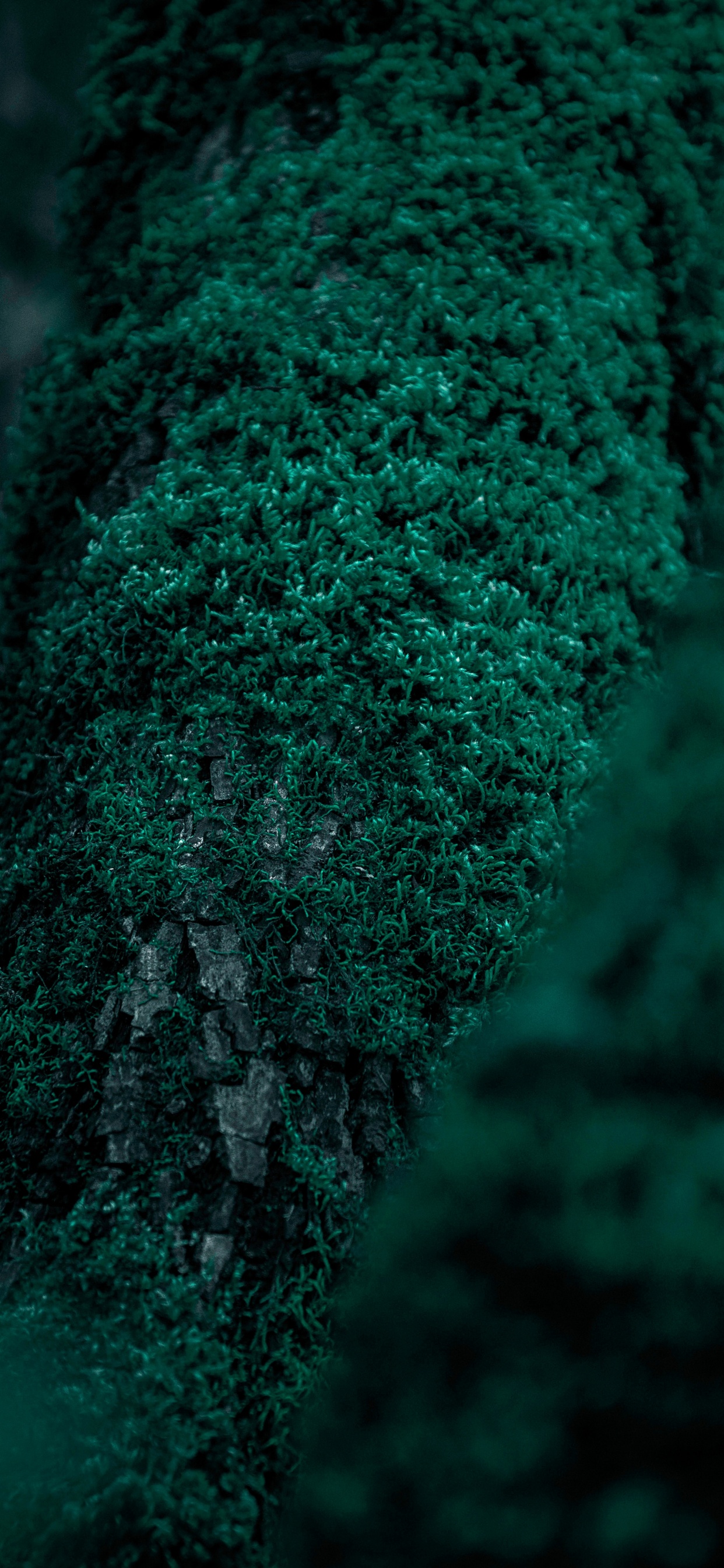 性质, 绿色的, 森林, 苔藓, 工厂 壁纸 1242x2688 允许