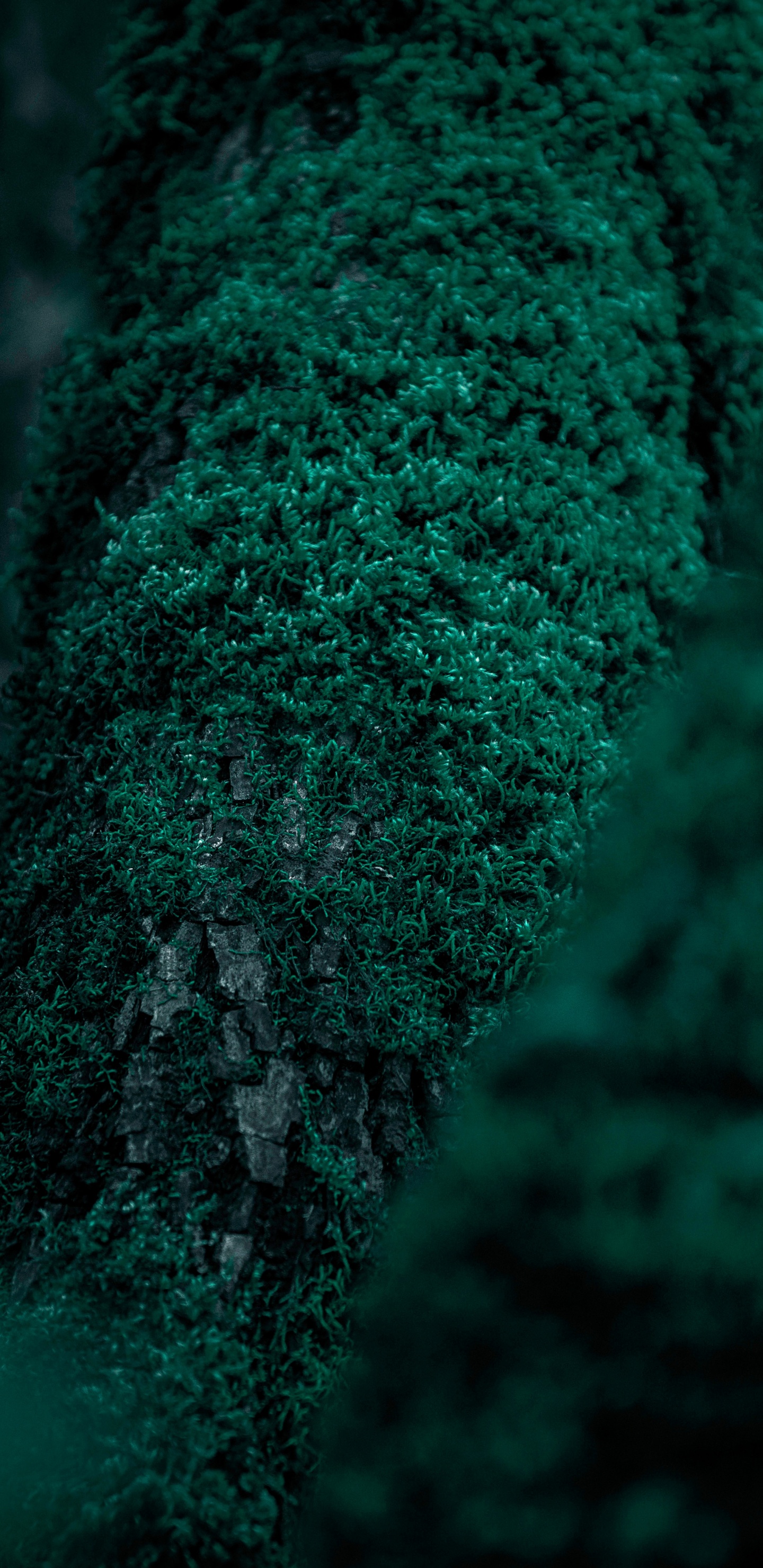 性质, 绿色的, 森林, 苔藓, 工厂 壁纸 1440x2960 允许