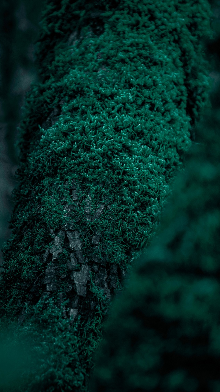 性质, 绿色的, 森林, 苔藓, 工厂 壁纸 720x1280 允许