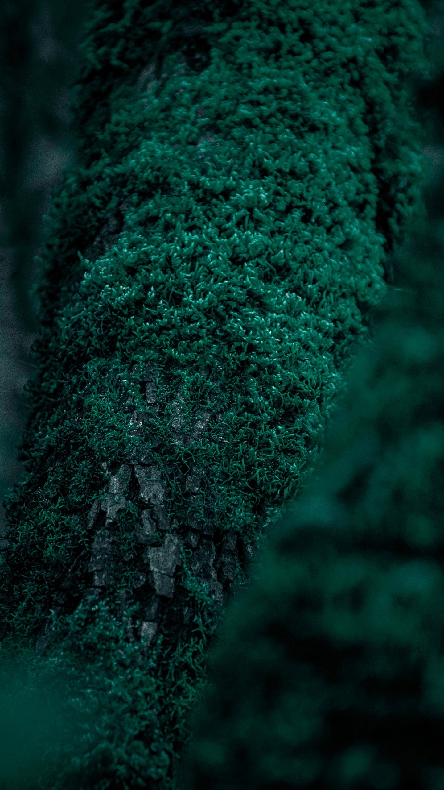 Nature, Green, Tree, Forest, Turquoise. Wallpaper in 1440x2560 Resolution