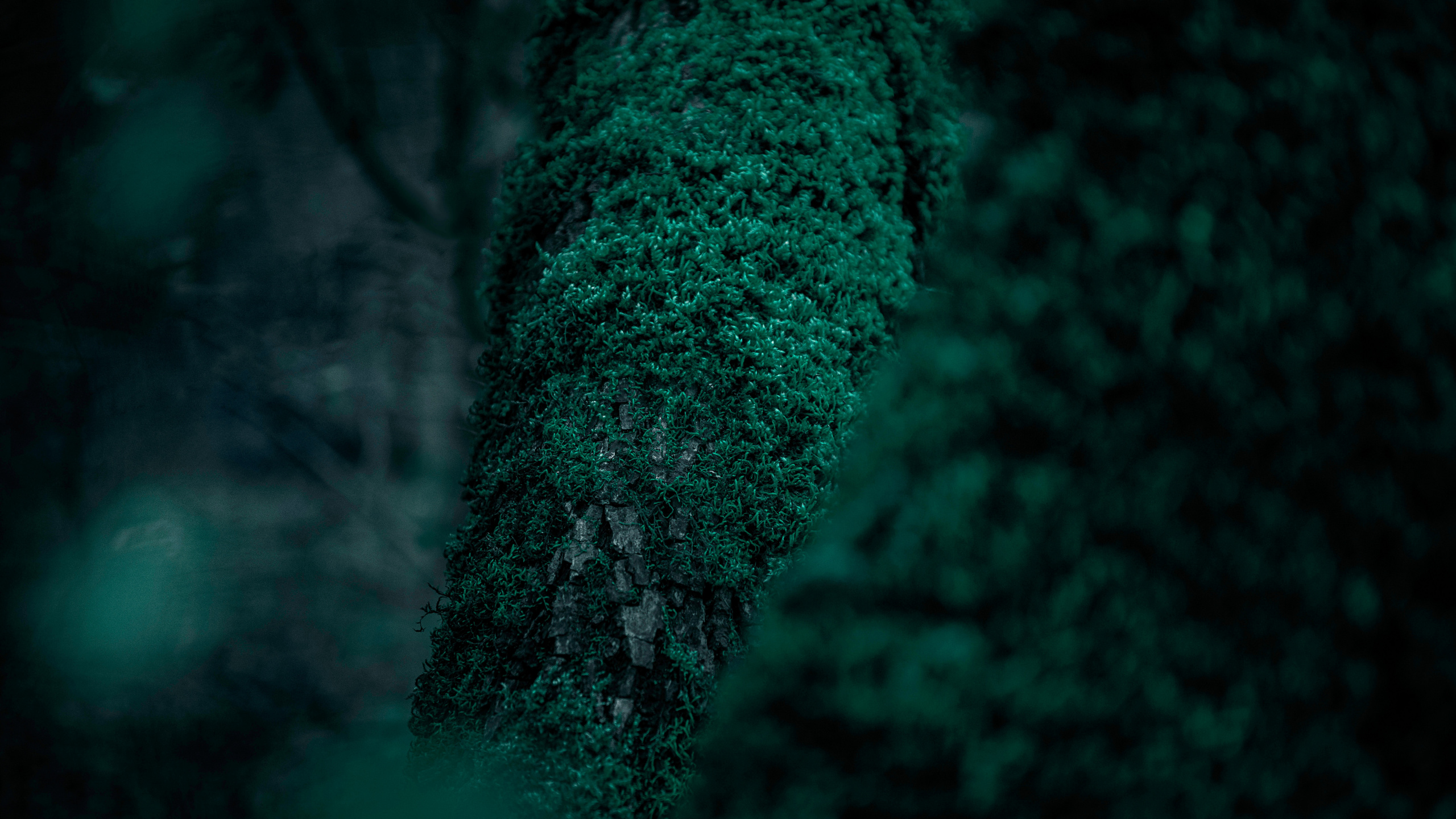 Nature, Green, Tree, Forest, Turquoise. Wallpaper in 2560x1440 Resolution