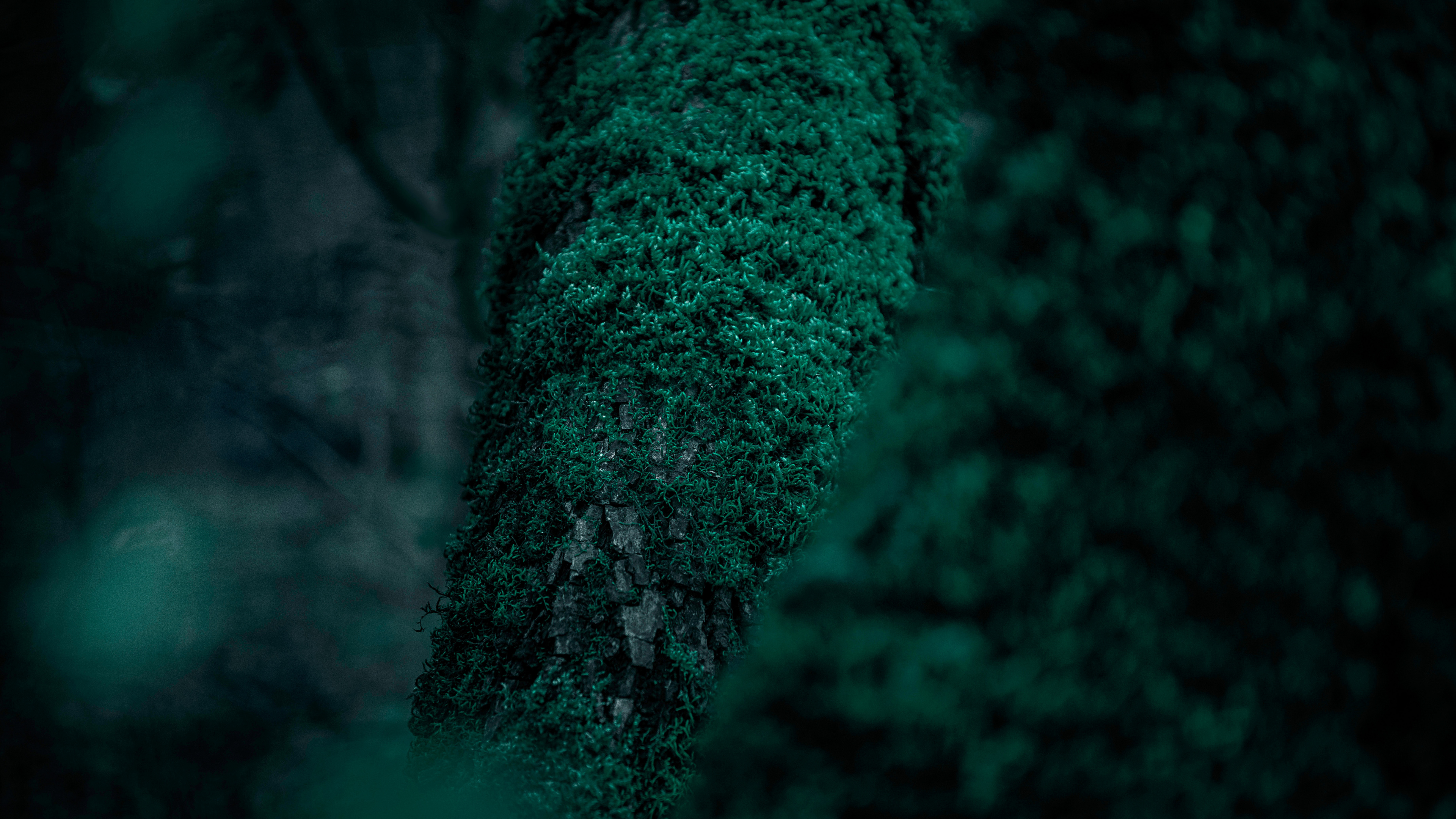 Nature, Green, Tree, Forest, Turquoise. Wallpaper in 3840x2160 Resolution