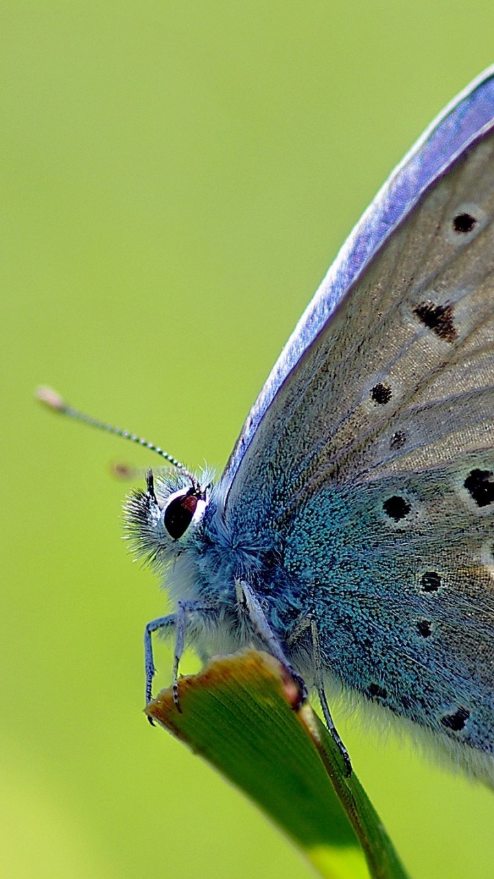 Blauer Und Weißer Schmetterling Thront Auf Grünem Blatt in Nahaufnahme Während Des Tages. Wallpaper in 720x1280 Resolution
