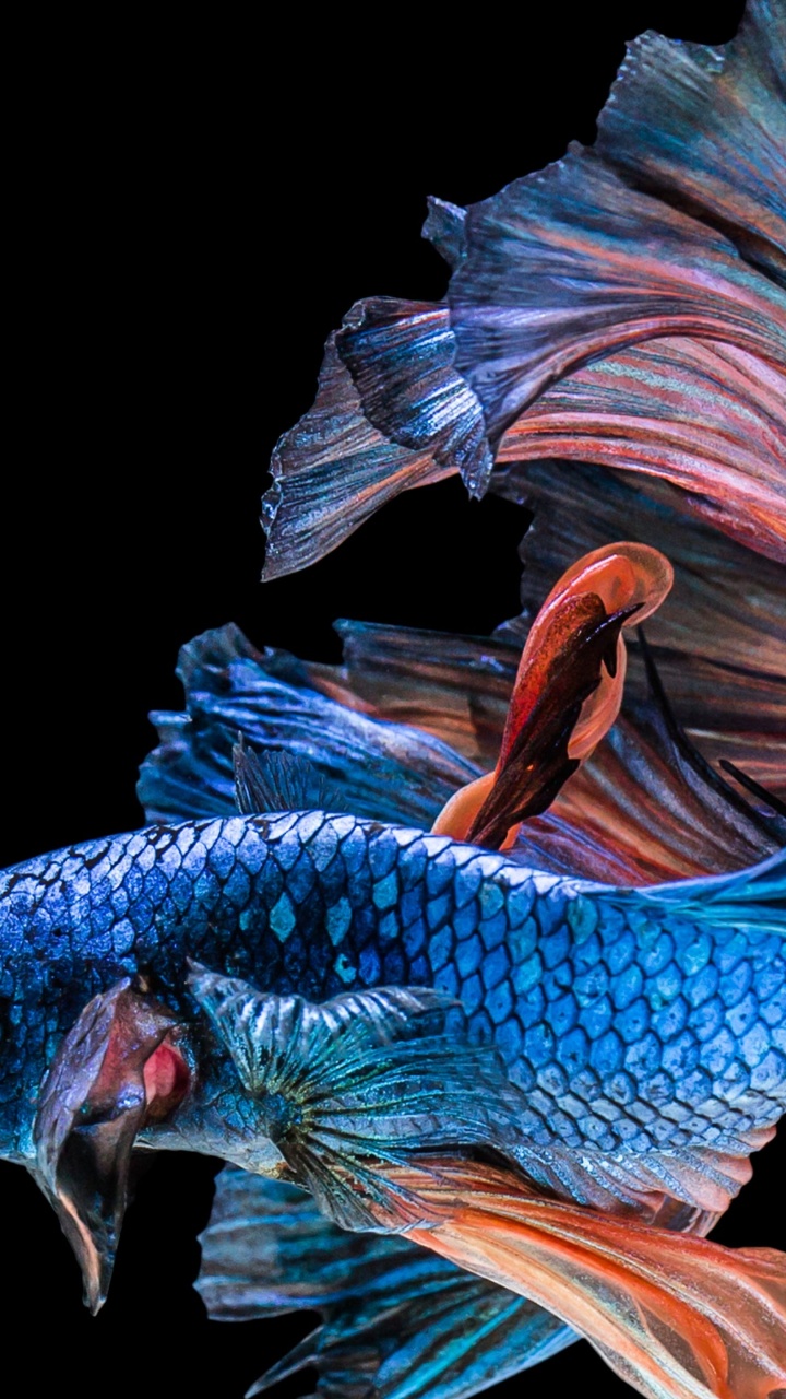 Poisson de Combat Siamois, Poisson, Veiltail, Sous-marin, Art. Wallpaper in 720x1280 Resolution