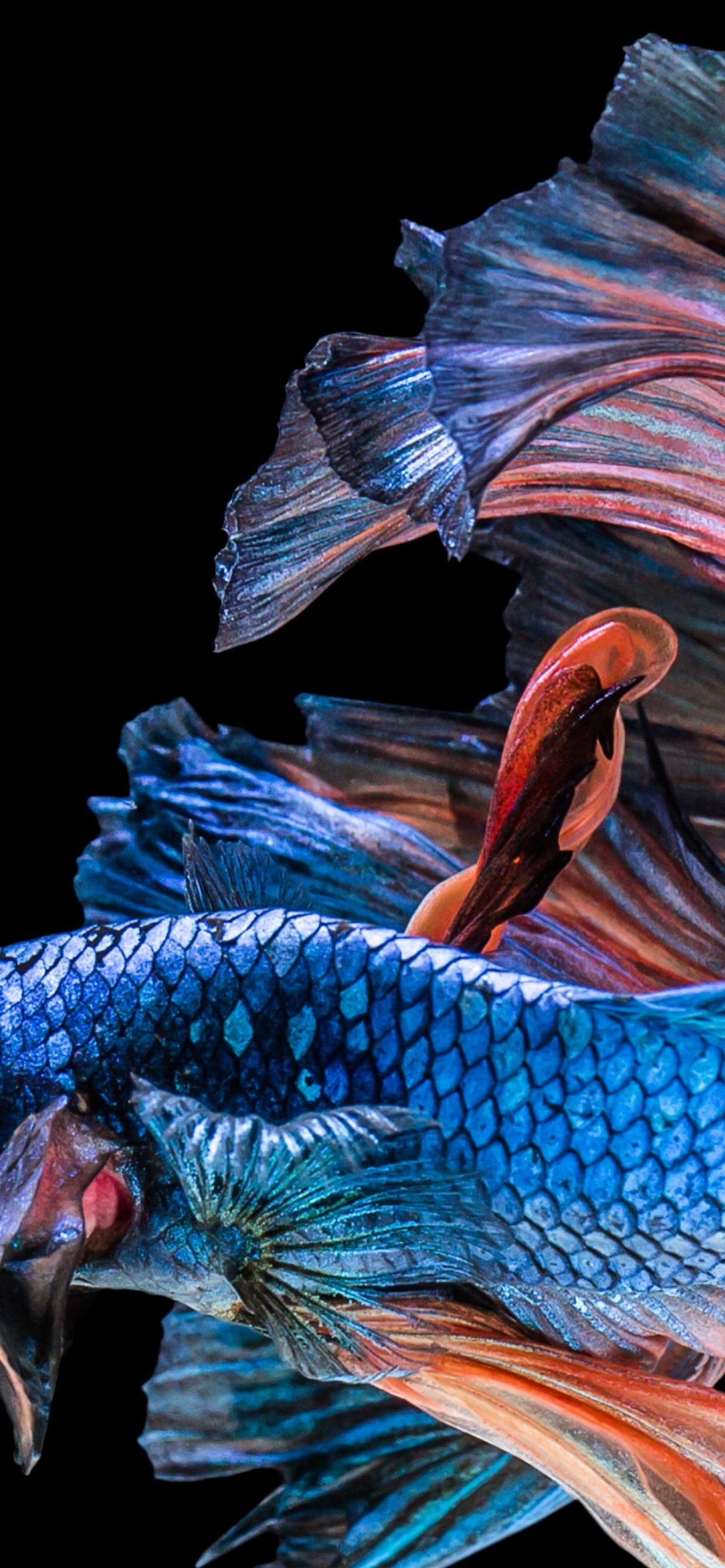 Siamese Fighting Fish, Fish, Veiltail, Underwater, Art. Wallpaper in 1242x2688 Resolution