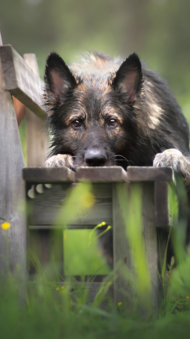 Schwarzer Und Brauner Deutscher Schäferhund, Der Tagsüber Auf Einer Braunen Holzbank Liegt. Wallpaper in 750x1334 Resolution