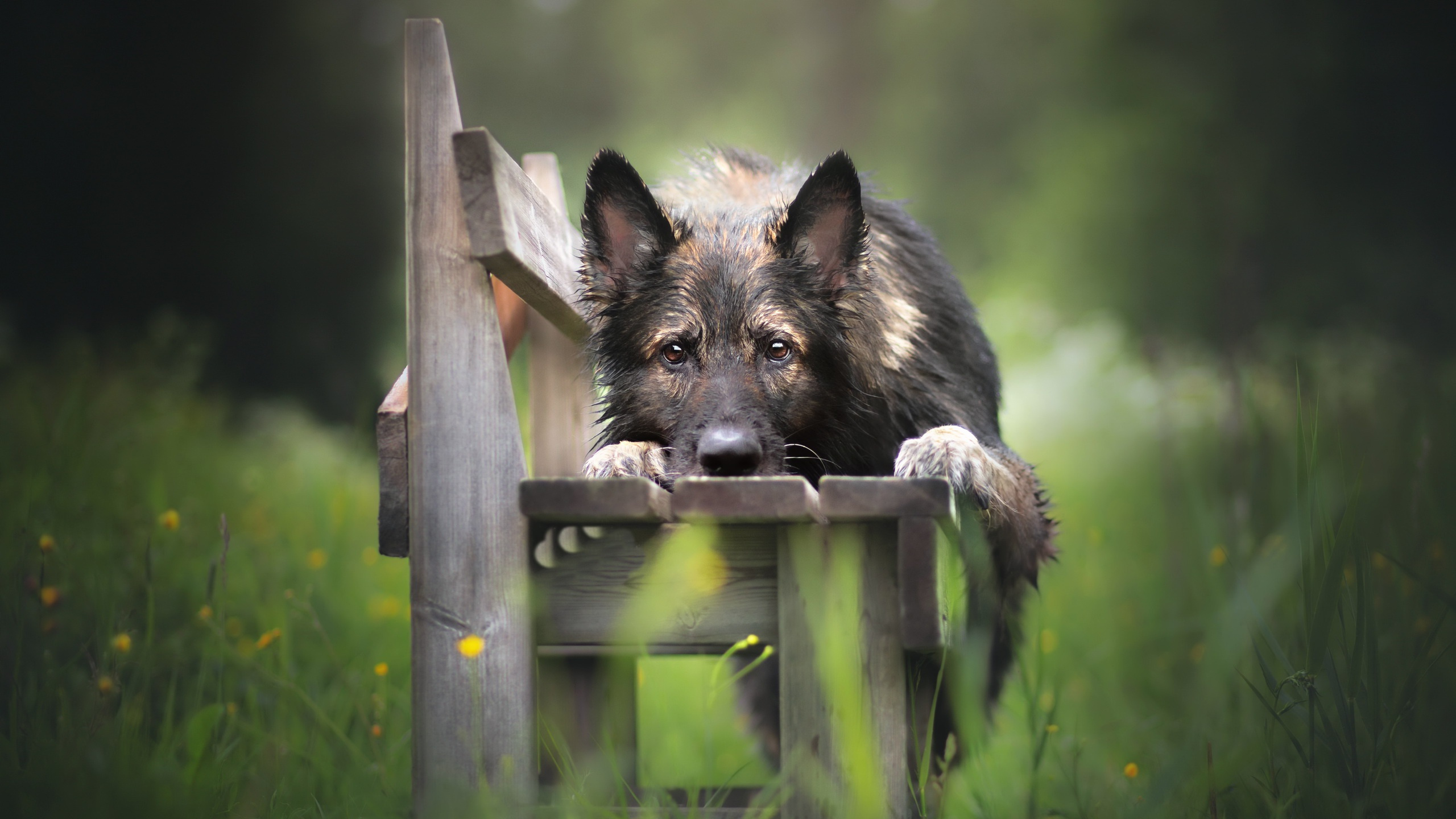 Black and Brown German Shepherd Lying on Brown Wooden Bench During Daytime. Wallpaper in 2560x1440 Resolution
