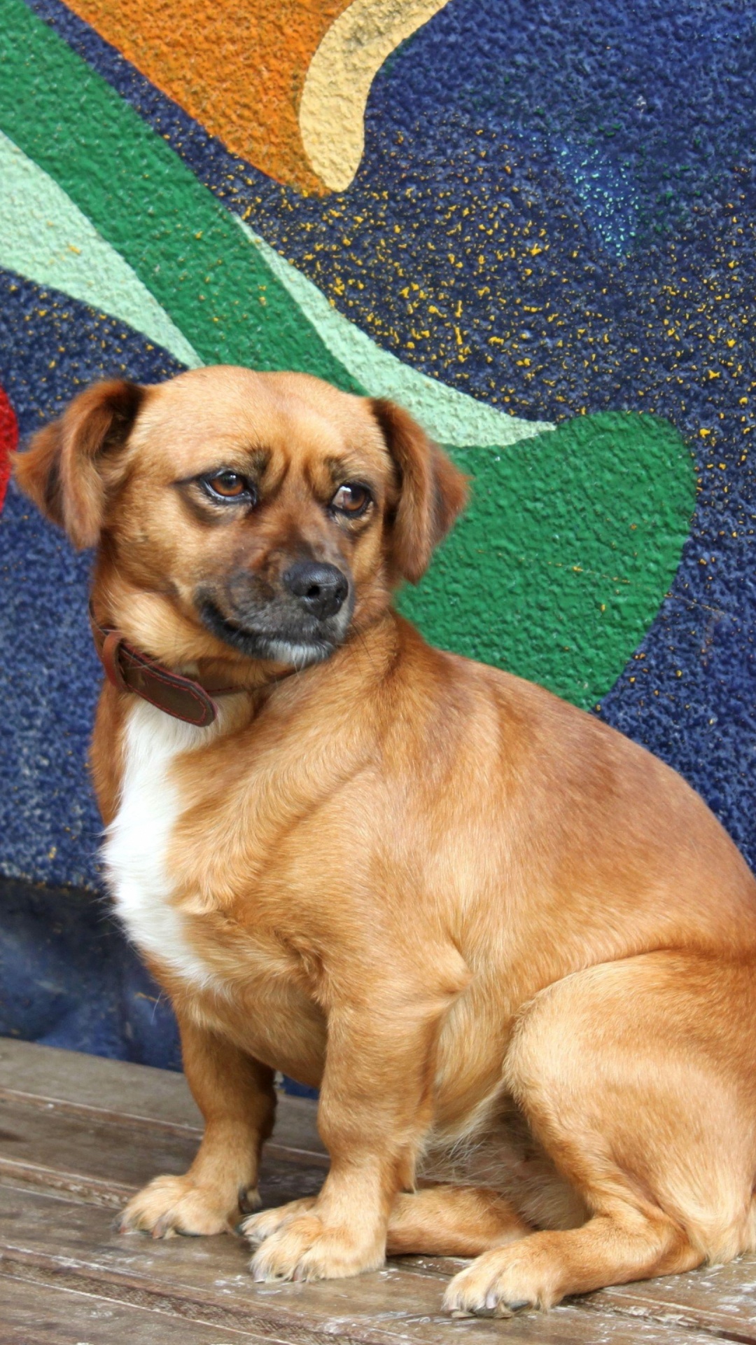 Brown and White Short Coated Small Dog Sitting on Green and Red Area Rug. Wallpaper in 1080x1920 Resolution