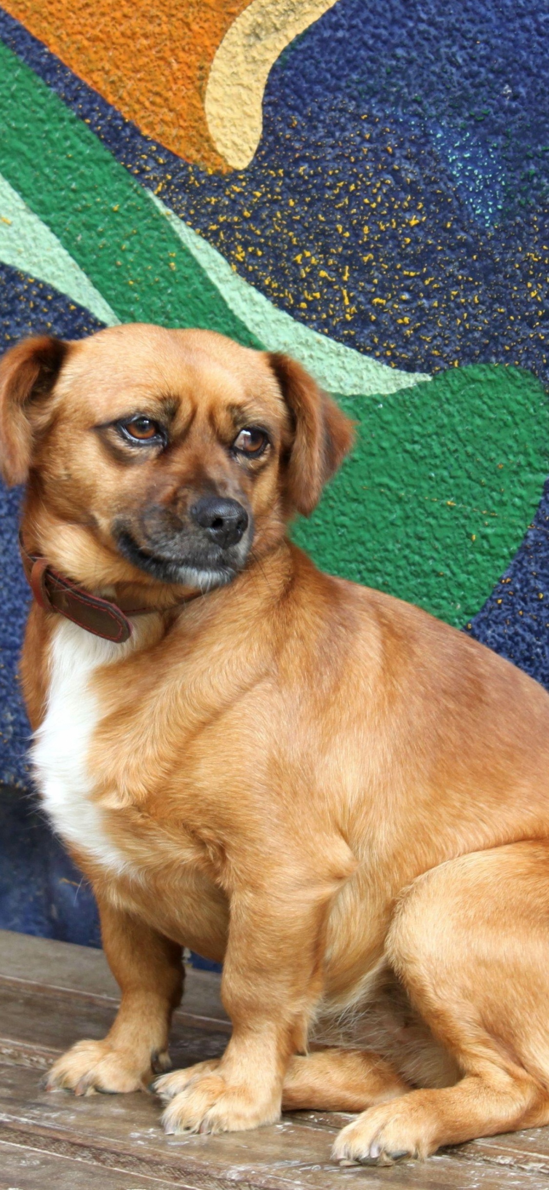 Brown and White Short Coated Small Dog Sitting on Green and Red Area Rug. Wallpaper in 1125x2436 Resolution