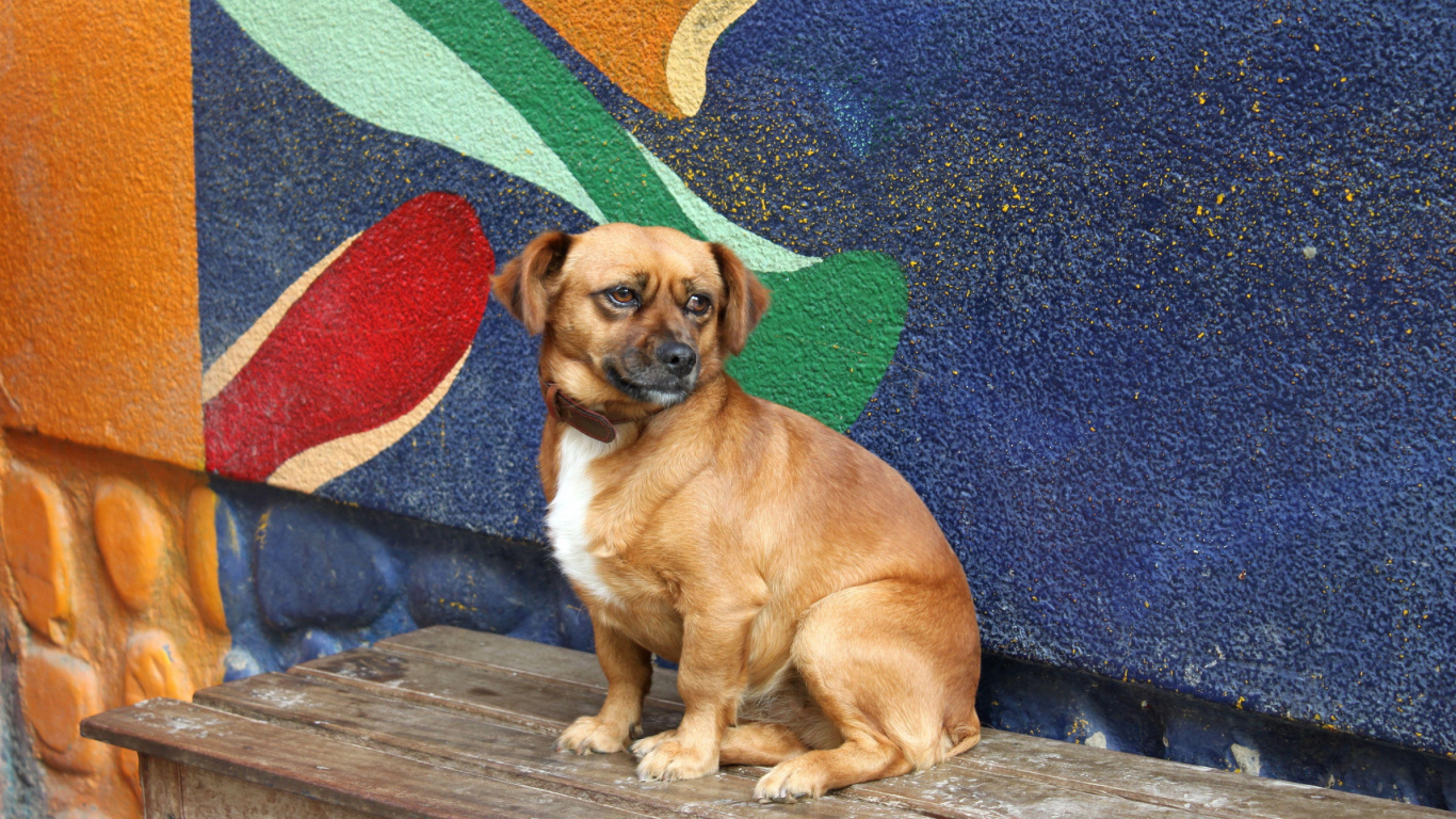 Brown and White Short Coated Small Dog Sitting on Green and Red Area Rug. Wallpaper in 1366x768 Resolution