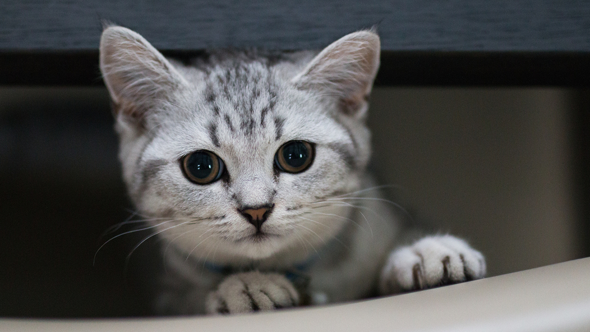 Silver Tabby Cat on White Table. Wallpaper in 1920x1080 Resolution