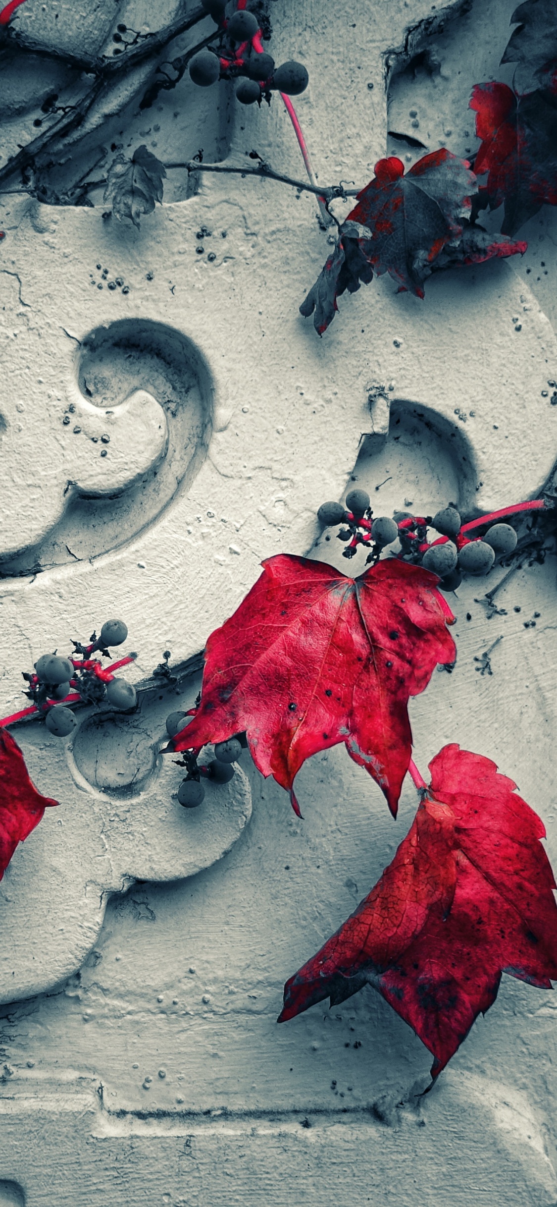 Feuilles Rouges Sur Mur de Béton Gris. Wallpaper in 1125x2436 Resolution