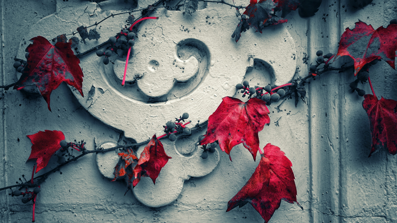 Feuilles Rouges Sur Mur de Béton Gris. Wallpaper in 1280x720 Resolution