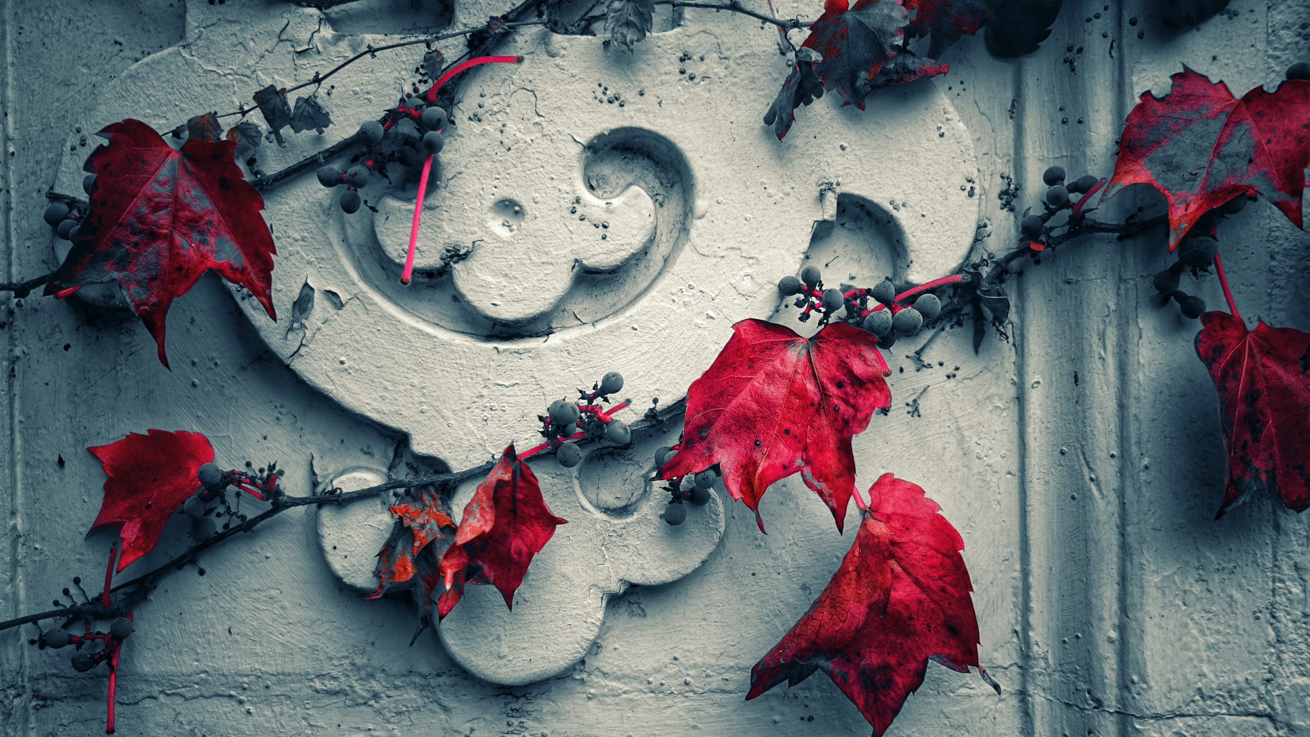 Feuilles Rouges Sur Mur de Béton Gris. Wallpaper in 2560x1440 Resolution