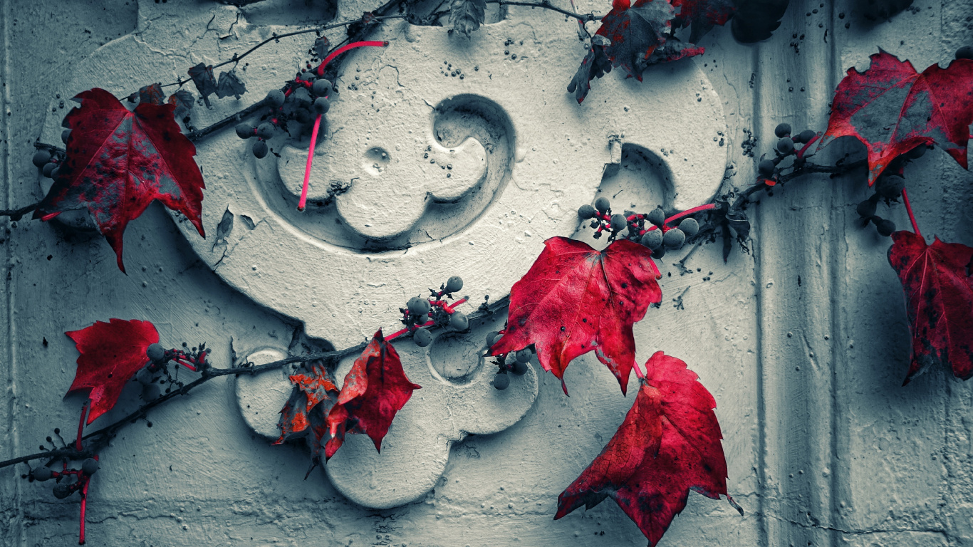Red Leaves on Gray Concrete Wall. Wallpaper in 1366x768 Resolution