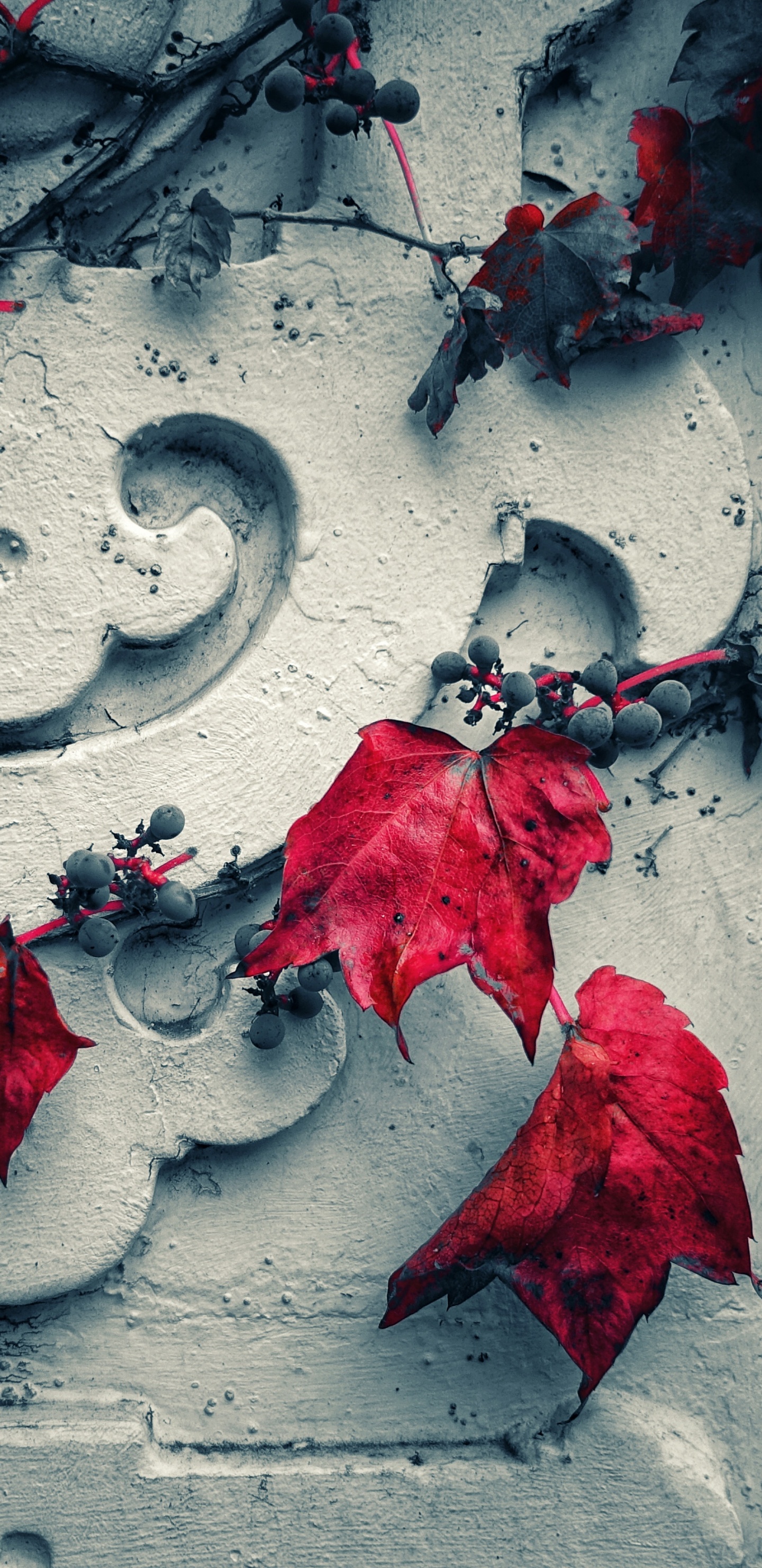 Red Leaves on Gray Concrete Wall. Wallpaper in 1440x2960 Resolution