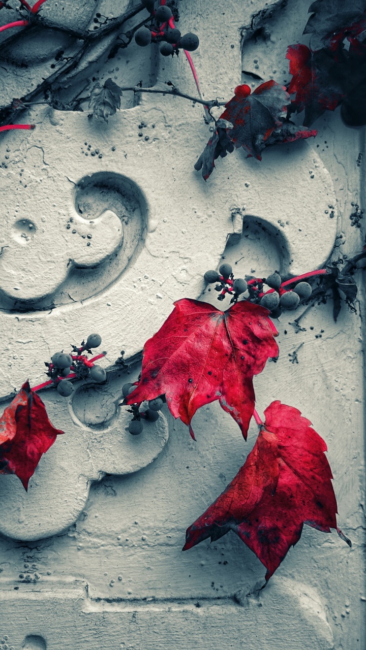 Red Leaves on Gray Concrete Wall. Wallpaper in 720x1280 Resolution
