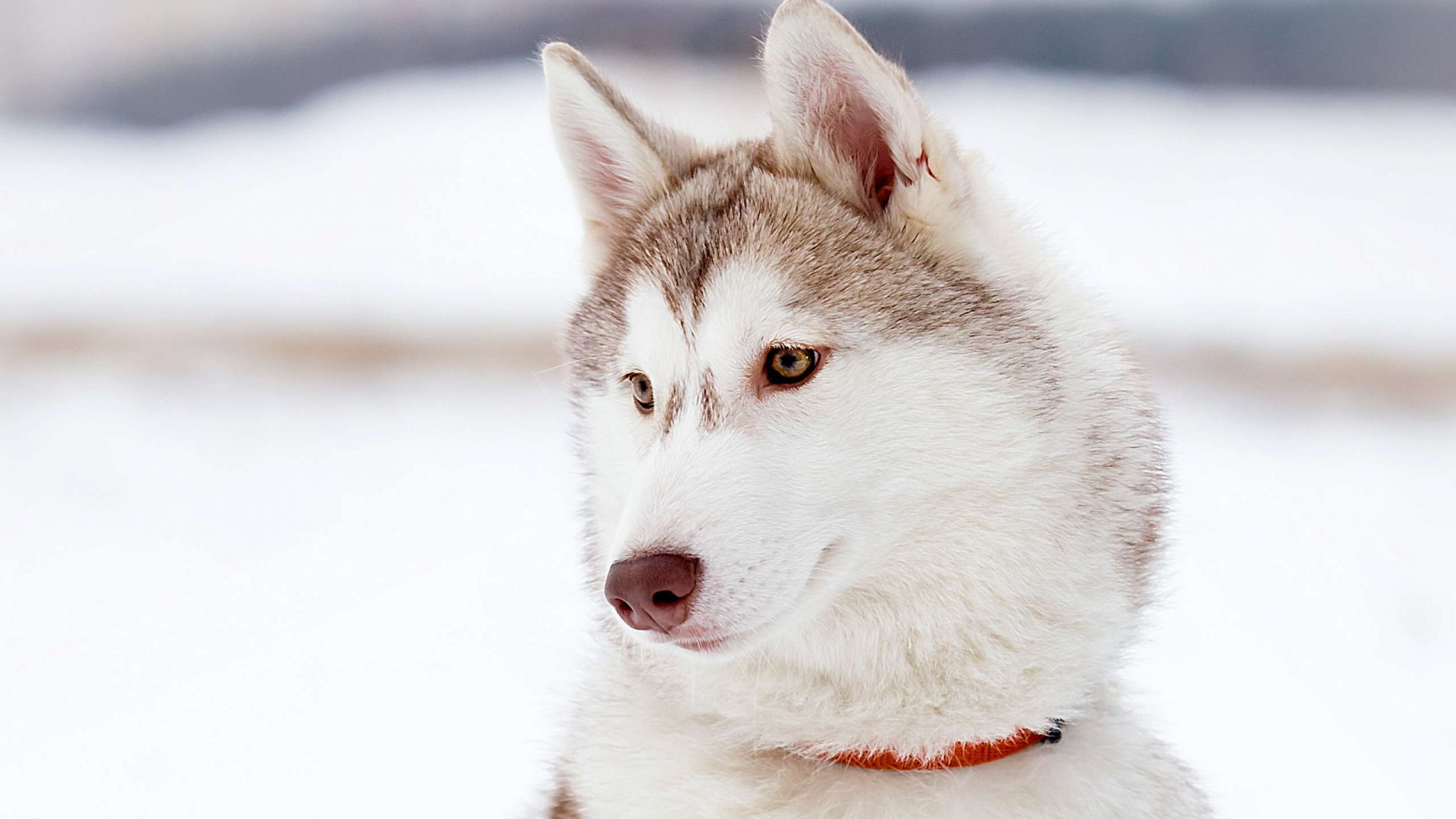Husky Sibérien Blanc et Noir Sur Sol Couvert de Neige. Wallpaper in 1920x1080 Resolution