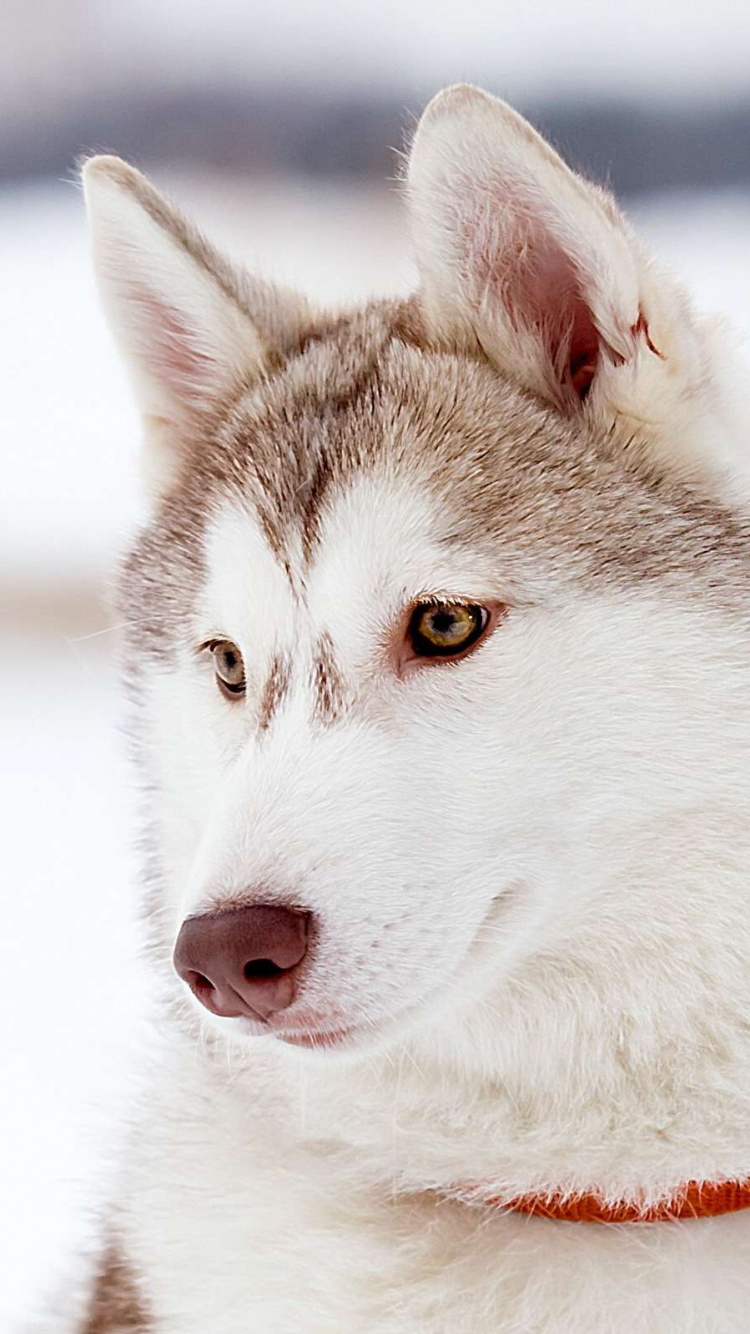 White and Black Siberian Husky on Snow Covered Ground. Wallpaper in 750x1334 Resolution
