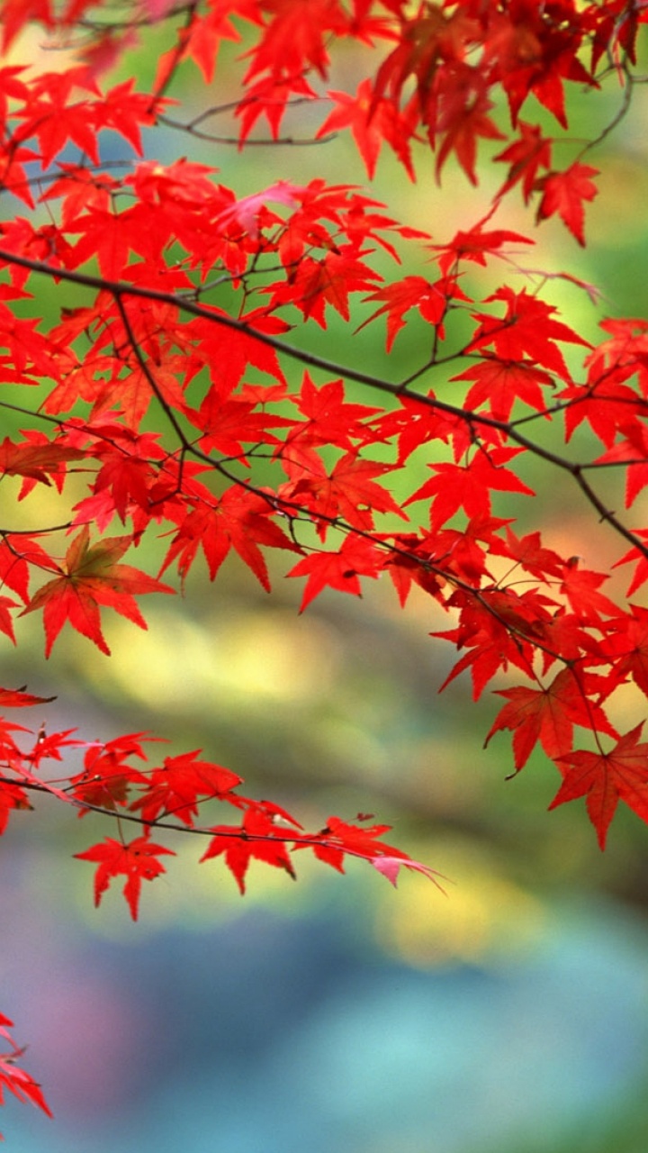 Feuilles D'érable Rouges et Vertes. Wallpaper in 720x1280 Resolution