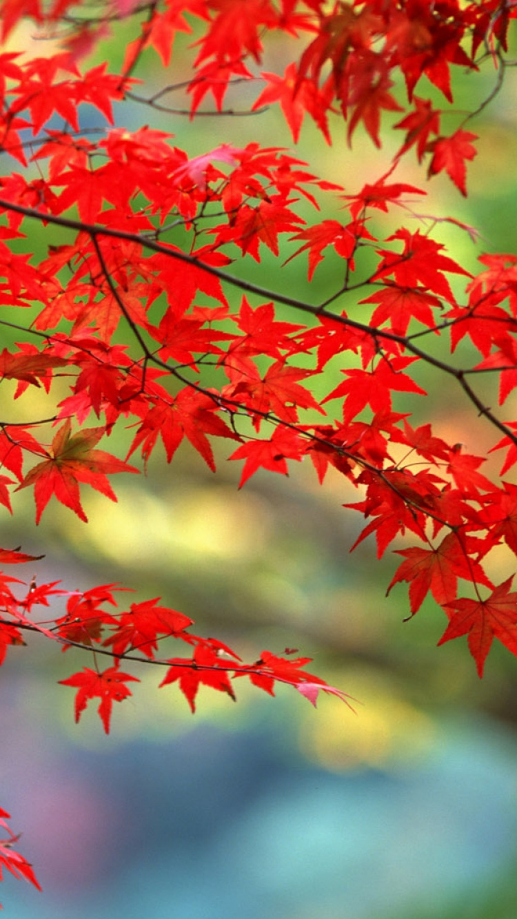 Hojas de Arce Rojas y Verdes. Wallpaper in 750x1334 Resolution