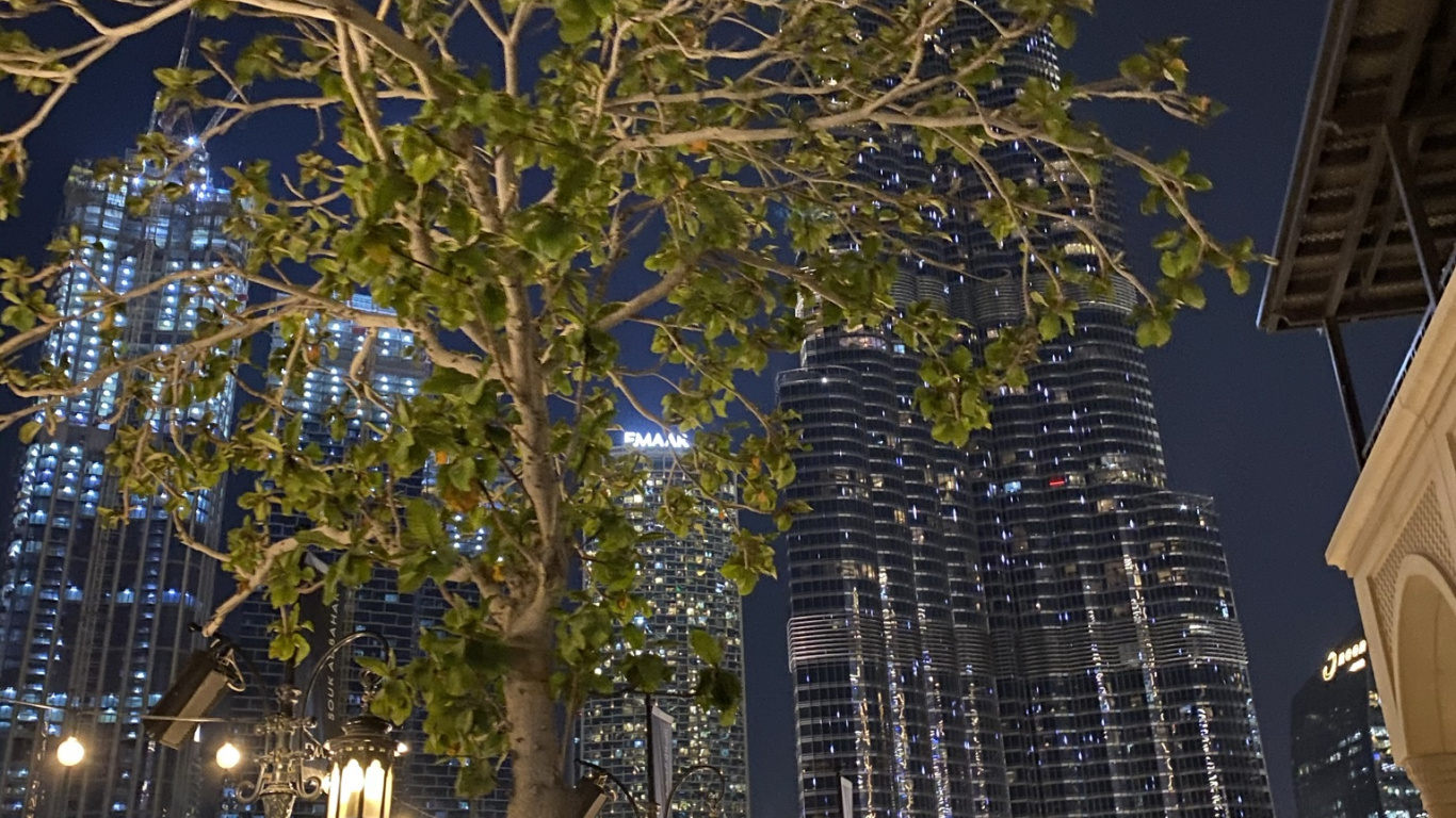 Dubai, Burj Khalifa, Baum, Architektur, Stadtgebiet. Wallpaper in 1366x768 Resolution