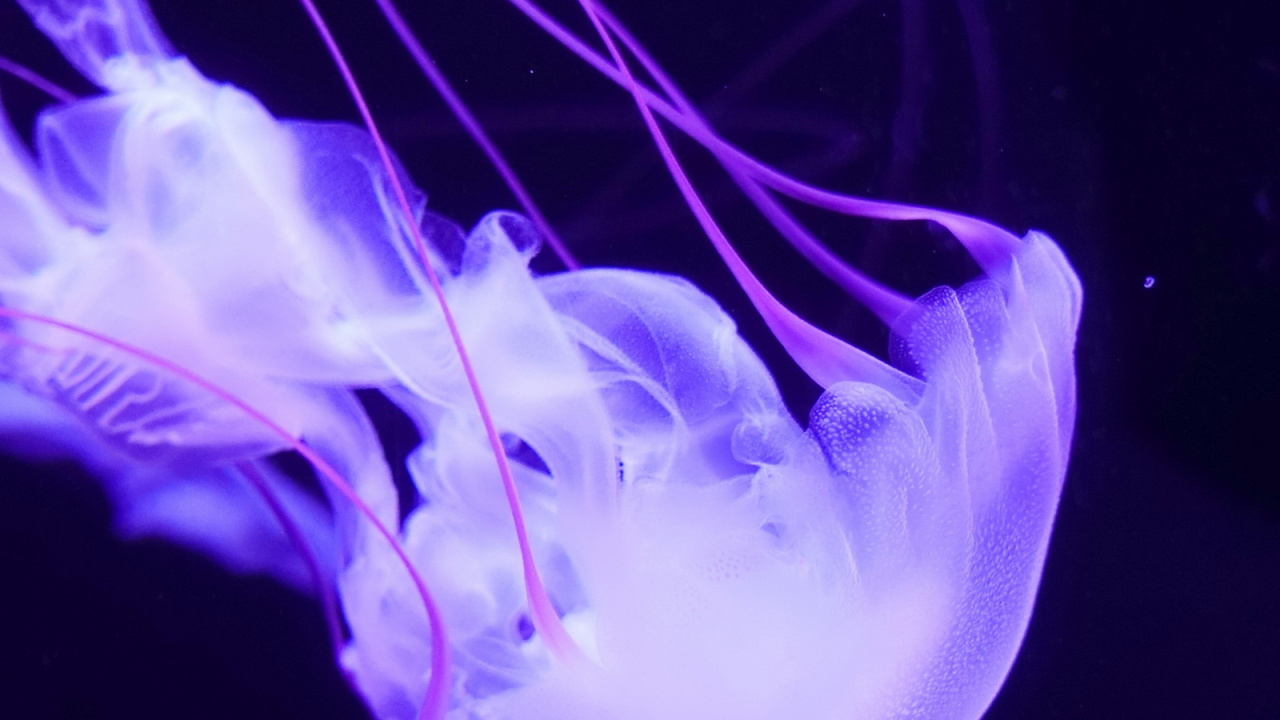 Jellyfish, Marine Biology, Violet, Light, Marine Invertebrates. Wallpaper in 1280x720 Resolution