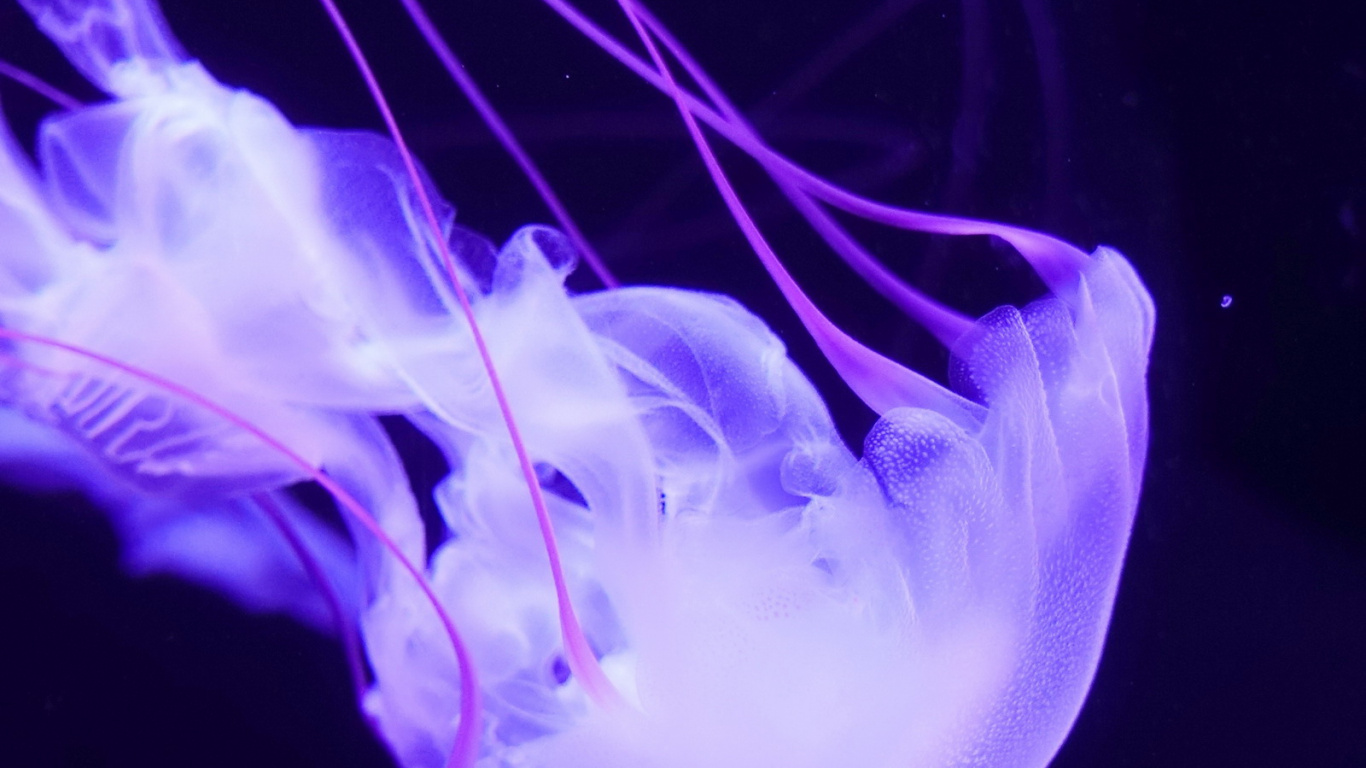 Jellyfish, Marine Biology, Violet, Light, Marine Invertebrates. Wallpaper in 1366x768 Resolution