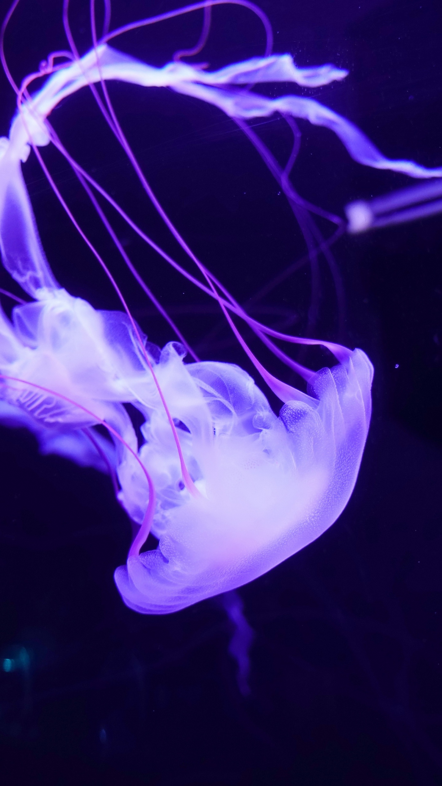 Jellyfish, Marine Biology, Violet, Light, Marine Invertebrates. Wallpaper in 1440x2560 Resolution