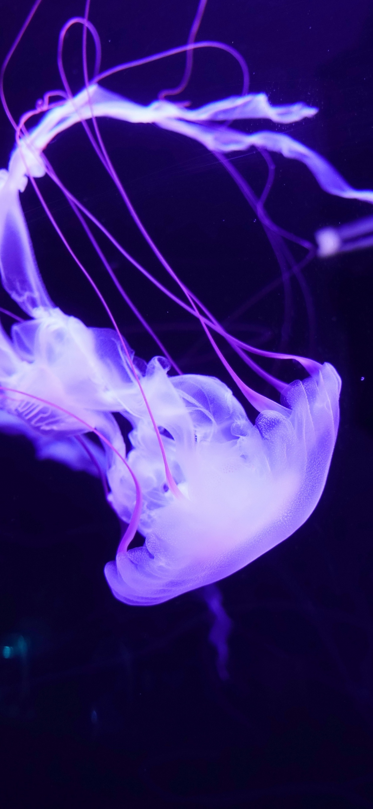 Las Medusas, Biología Marina, Violeta, Luz, Invertebrados Marinos. Wallpaper in 1242x2688 Resolution