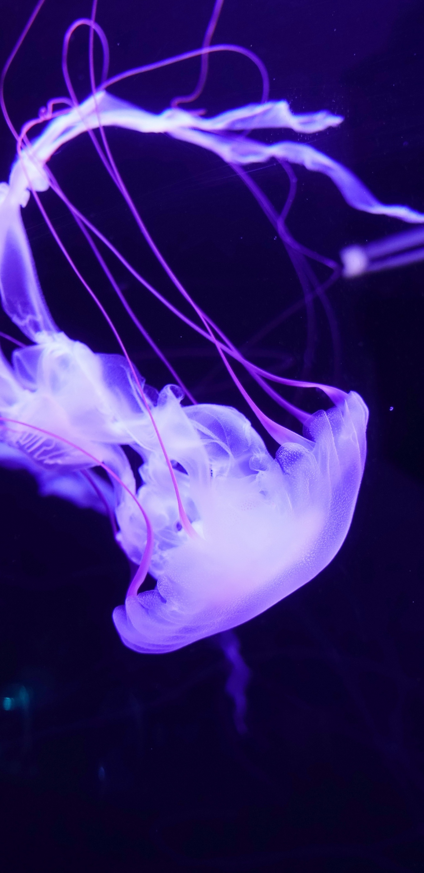 Méduse, Biologie Marine, Violette, Lumière, Les Invertébrés Marins. Wallpaper in 1440x2960 Resolution