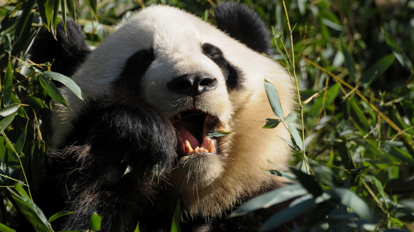 White and Black Panda Eating Green Grass During Daytime. Wallpaper in 1366x768 Resolution