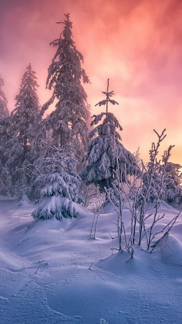 Árboles Cubiertos de Nieve Durante la Puesta de Sol. Wallpaper in 750x1334 Resolution