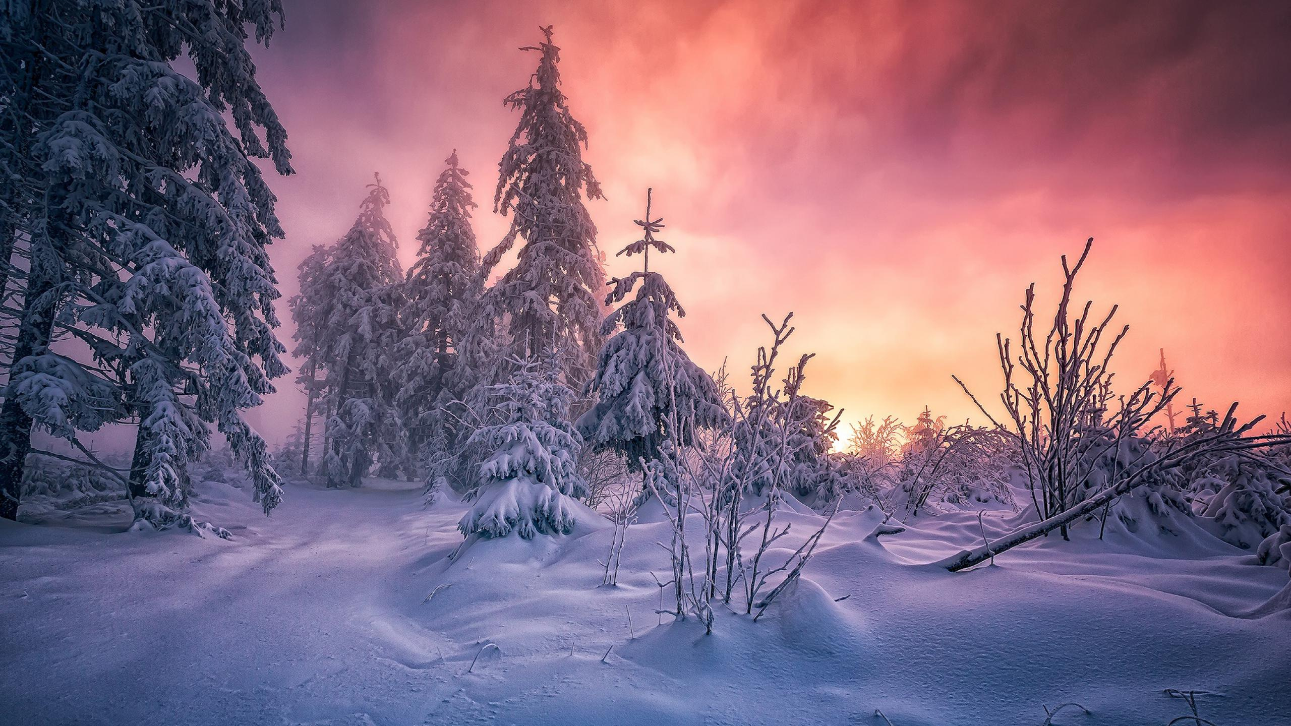 Snow Covered Trees During Sunset. Wallpaper in 2560x1440 Resolution
