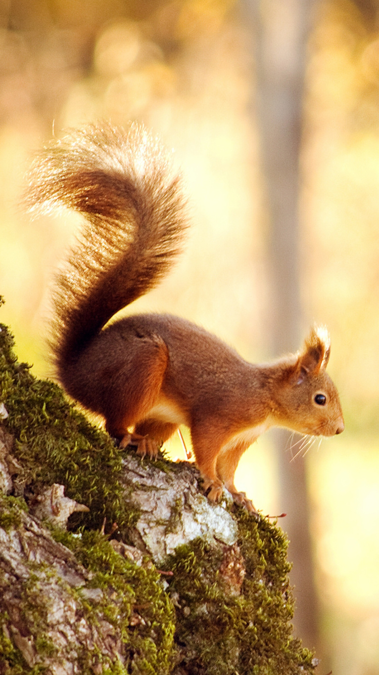 Fauna, Ardilla Zorro, Ardillas de Tierra, Ardilla Roja, Roedores. Wallpaper in 750x1334 Resolution