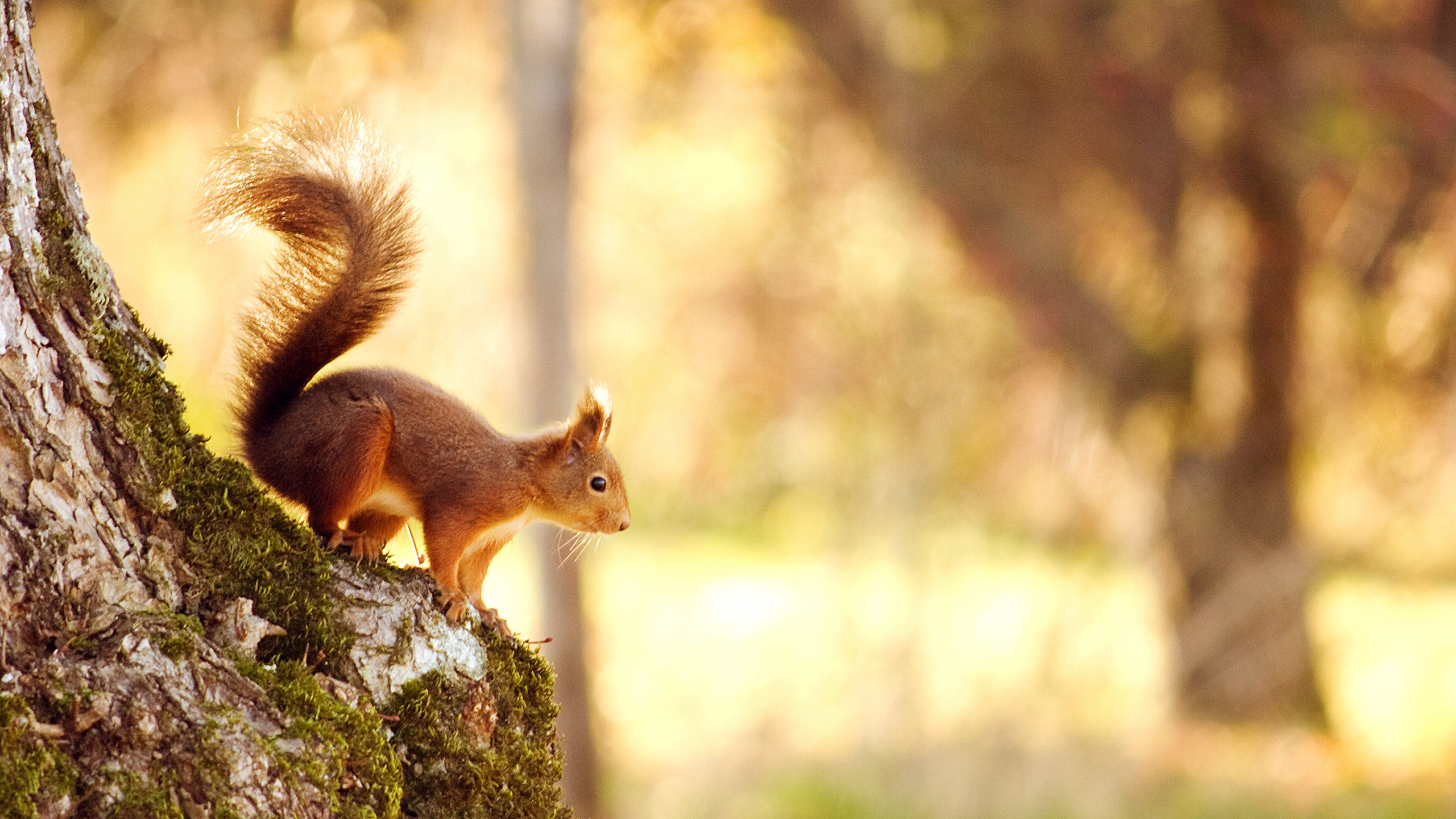 Eichhörnchen, Tierwelt, Fox-Eichhörnchen, Schwanz, Baum. Wallpaper in 3840x2160 Resolution