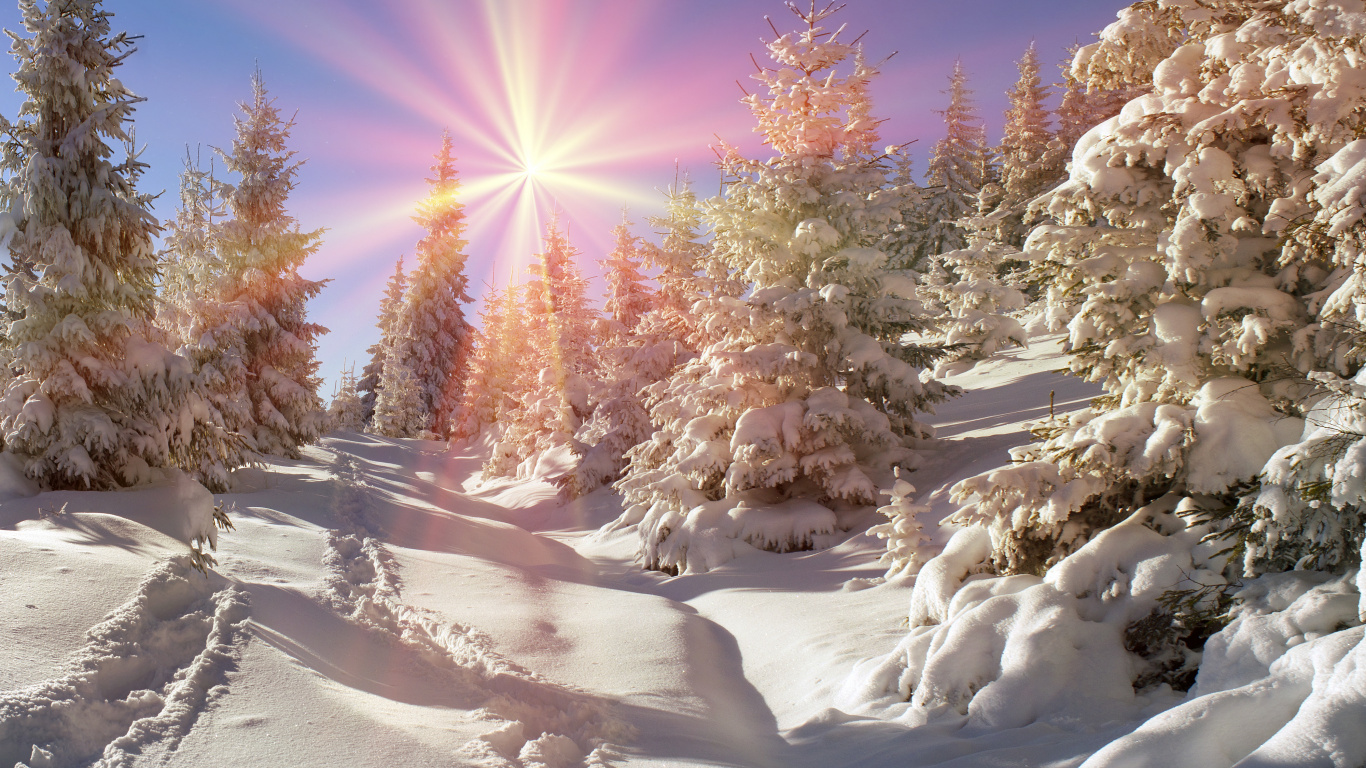 Snow Covered Trees Under Blue Sky During Daytime. Wallpaper in 1366x768 Resolution