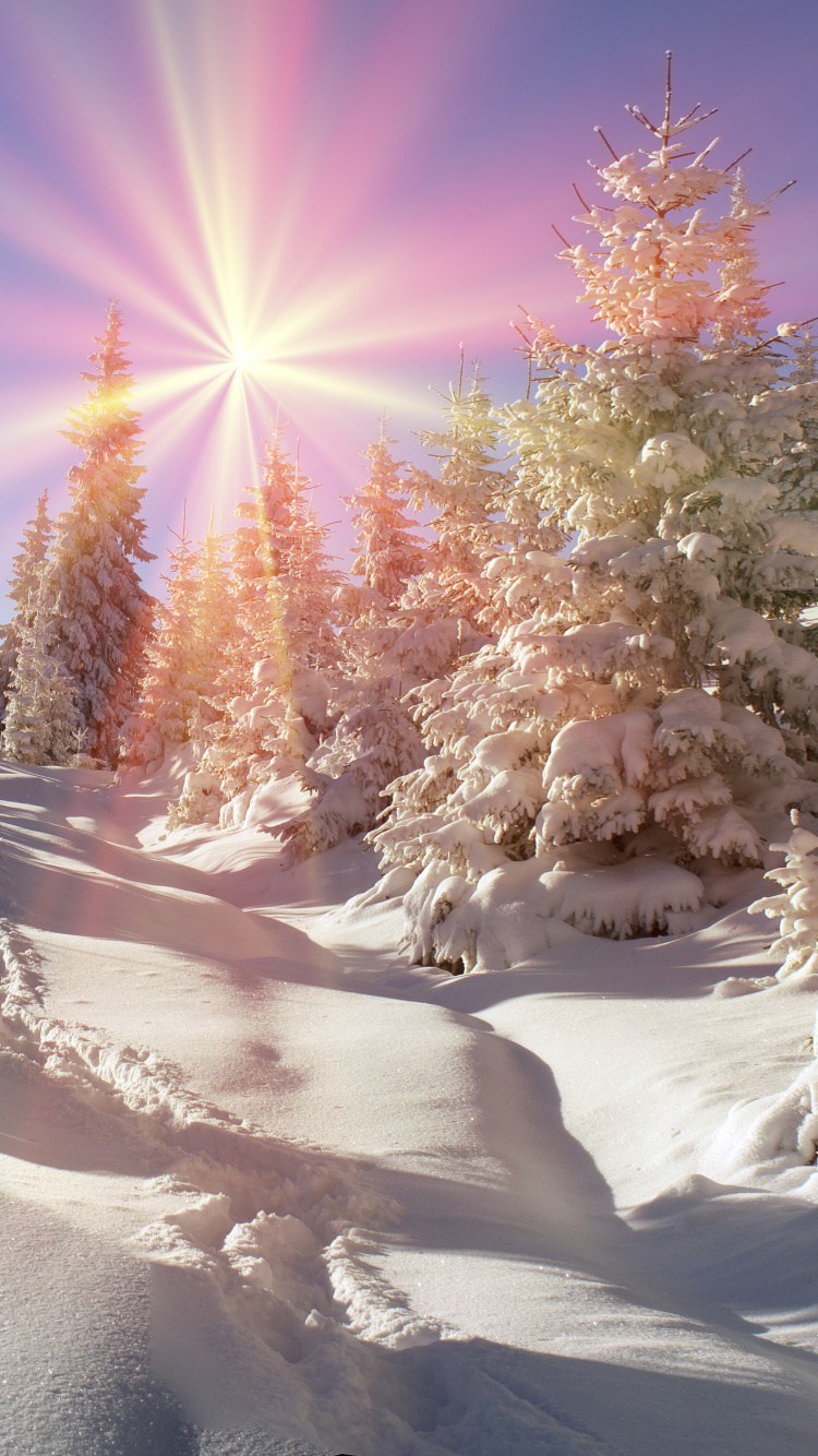 Snow Covered Trees Under Blue Sky During Daytime. Wallpaper in 750x1334 Resolution