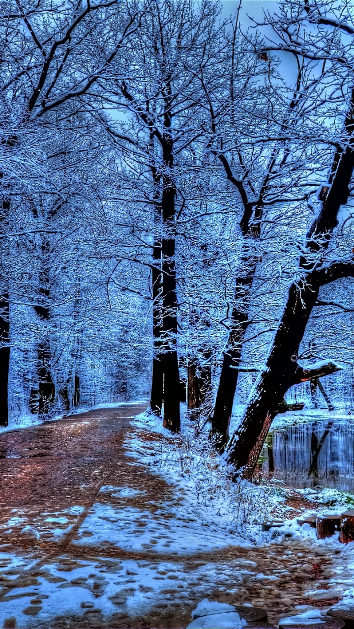 冬天, 森林, 性质, 冻结, 天空 壁纸 720x1280 允许