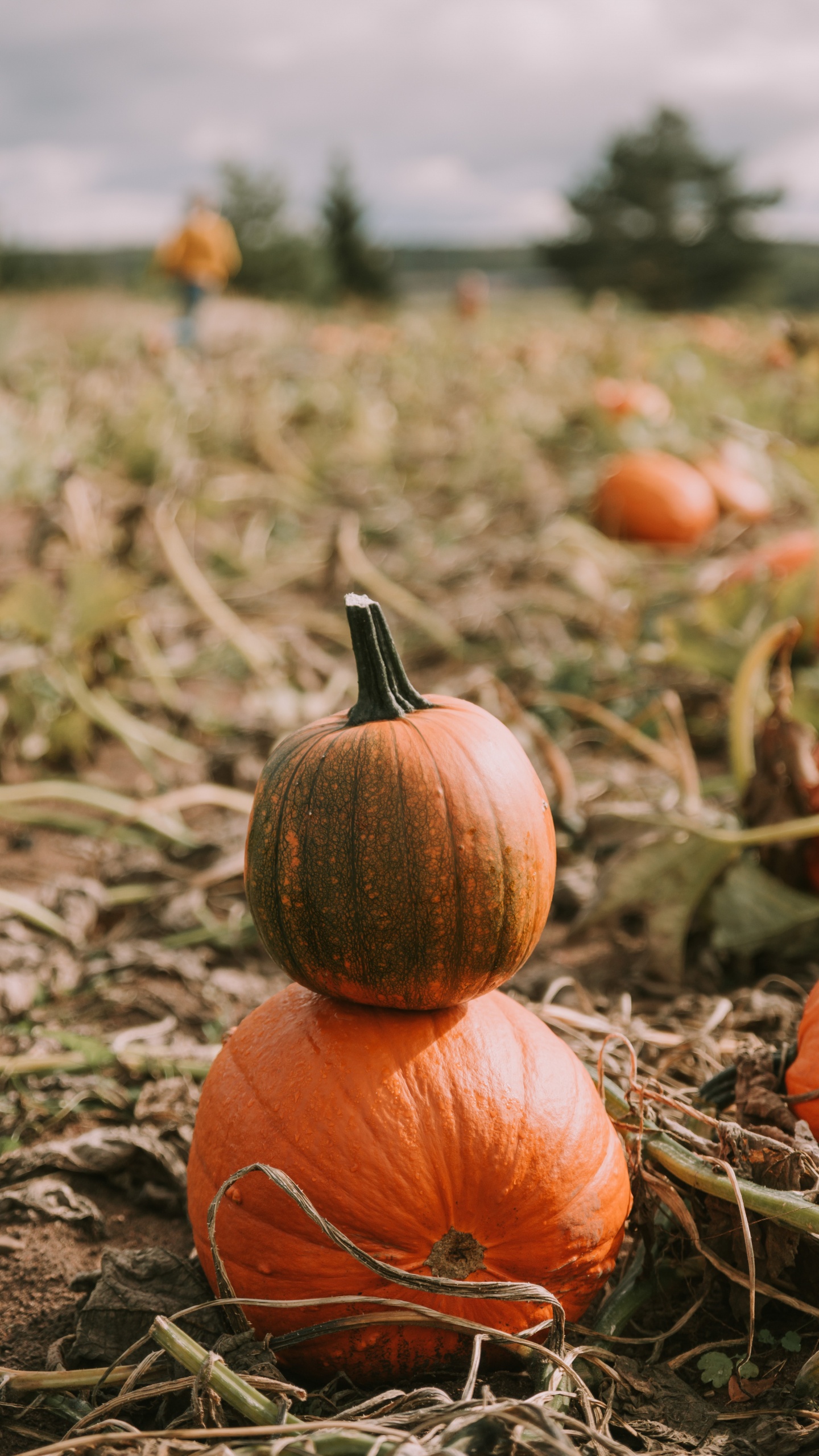 Brown Pumpkin on Brown Dried Leaves. Wallpaper in 1440x2560 Resolution
