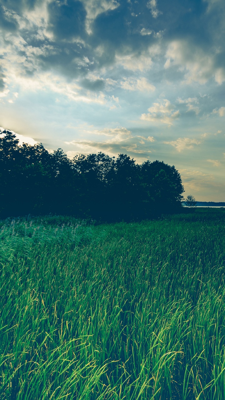 Nature, Natural Landscape, Grassland, Green, Grass. Wallpaper in 720x1280 Resolution