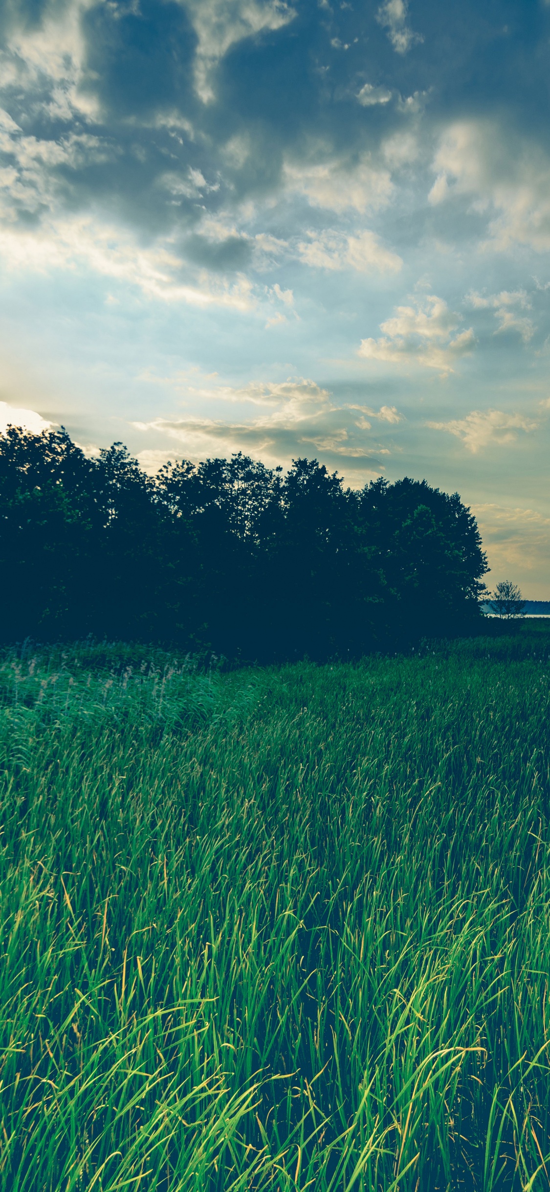 Natur, Naturlandschaft, Grünland, Gr, Gras. Wallpaper in 1125x2436 Resolution