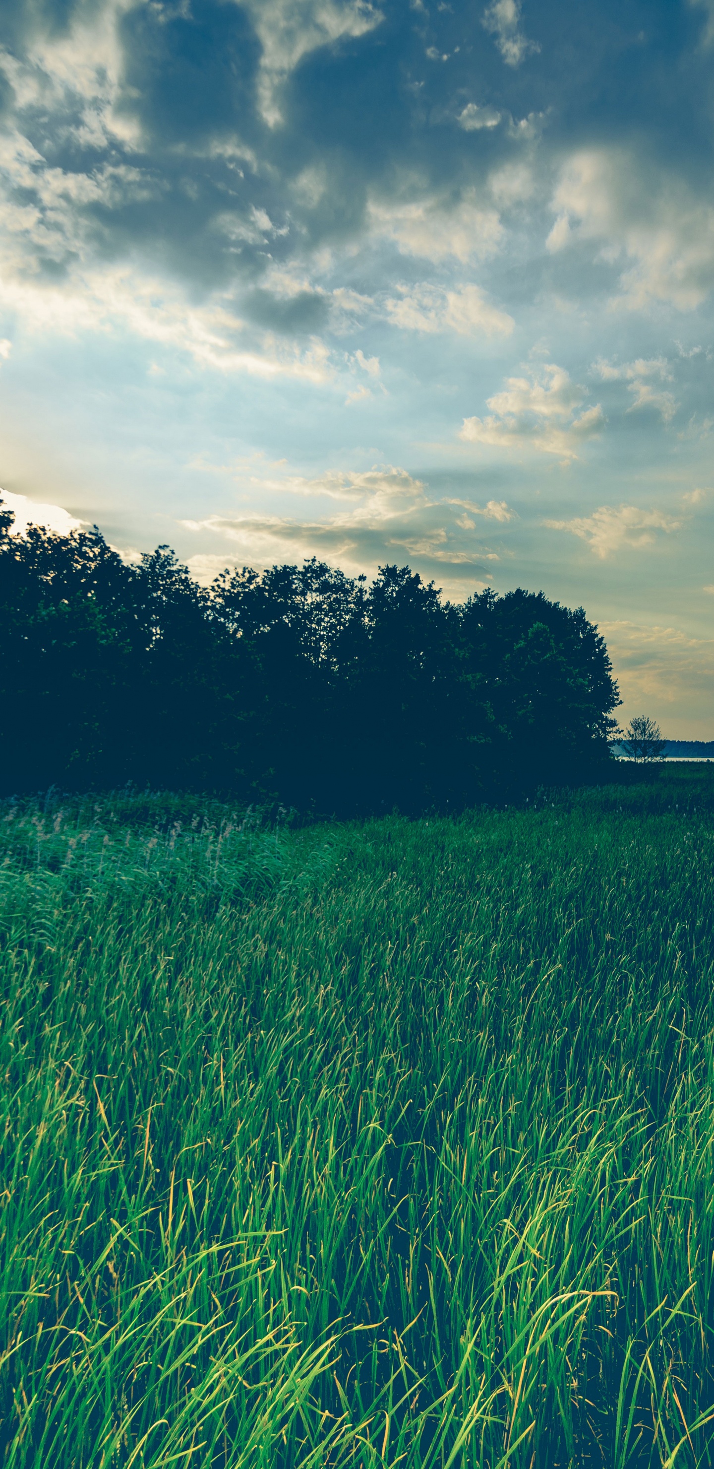 Natur, Naturlandschaft, Grünland, Gr, Gras. Wallpaper in 1440x2960 Resolution