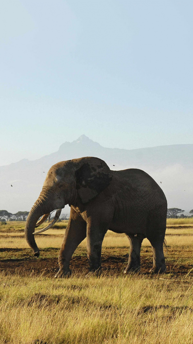 Black Elephant on Green Grass Field During Daytime. Wallpaper in 750x1334 Resolution