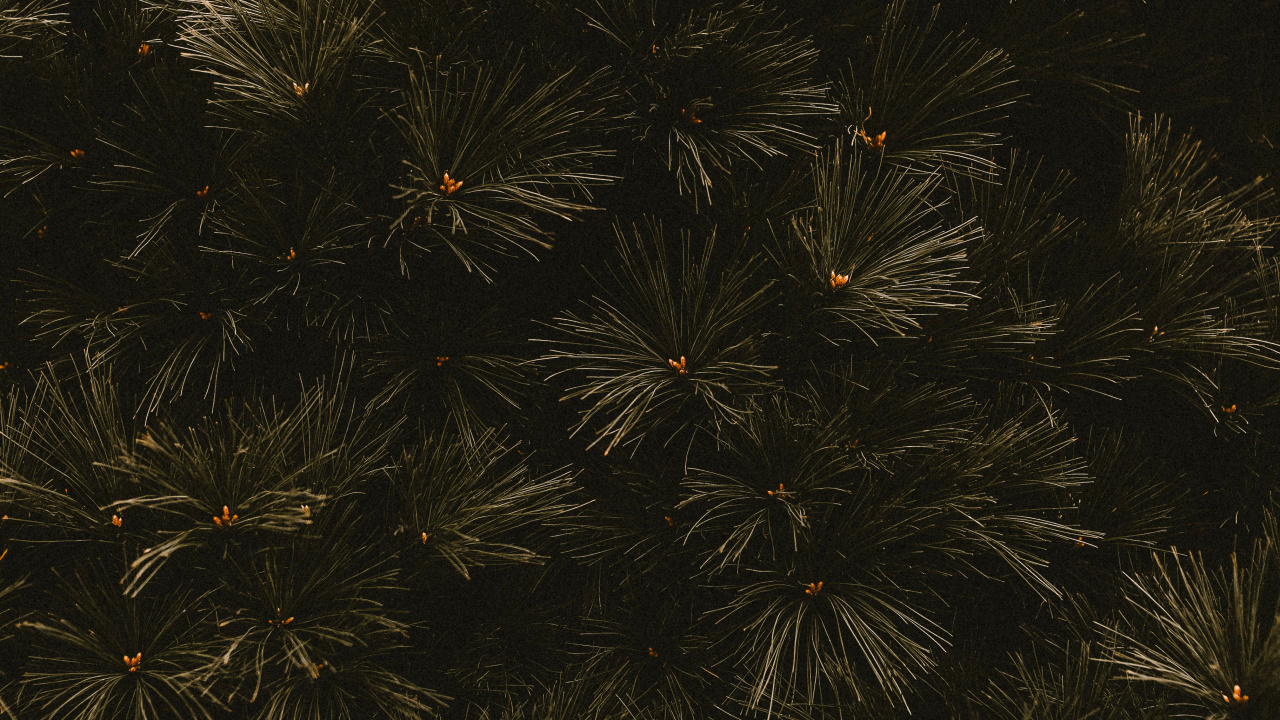 Obscurité, Noir, Feuille, Espace, Famille Des Pins. Wallpaper in 1280x720 Resolution