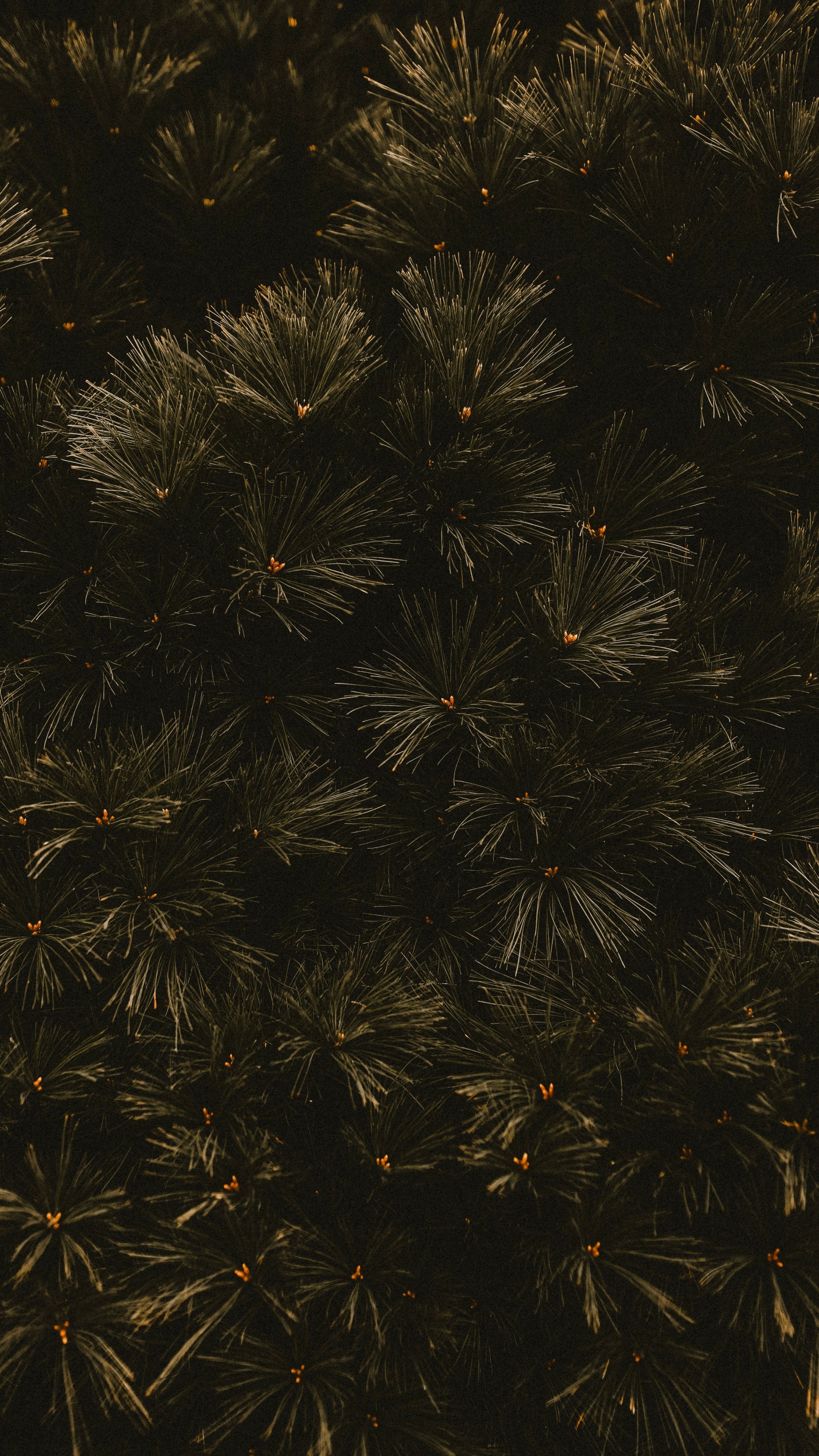 Obscurité, Noir, Feuille, Espace, Famille Des Pins. Wallpaper in 1440x2560 Resolution