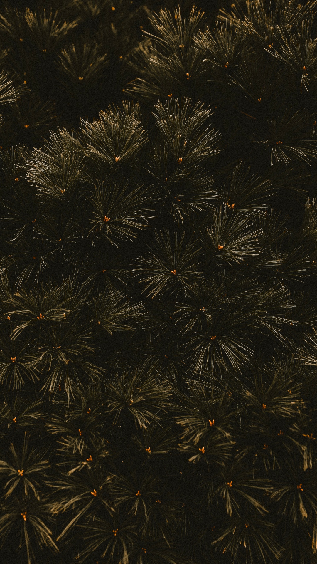 Branch, Schwarz, Baum, Blatt, Raum. Wallpaper in 1080x1920 Resolution